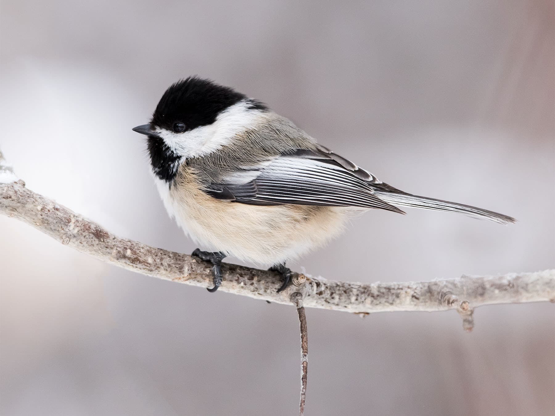 Black capped chickadee on branch