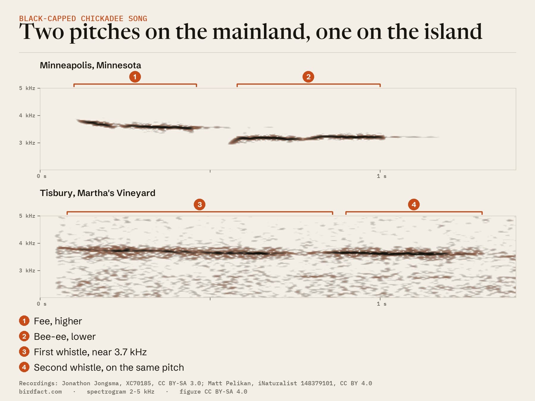 Two chickadee songs on one 1.4-second scale. Top: a Minneapolis fee-bee, a higher whistle followed by a lower one. Bottom: a Martha's Vineyard song, two whistles on the same pitch, about 3.6 to 3.7 kHz.