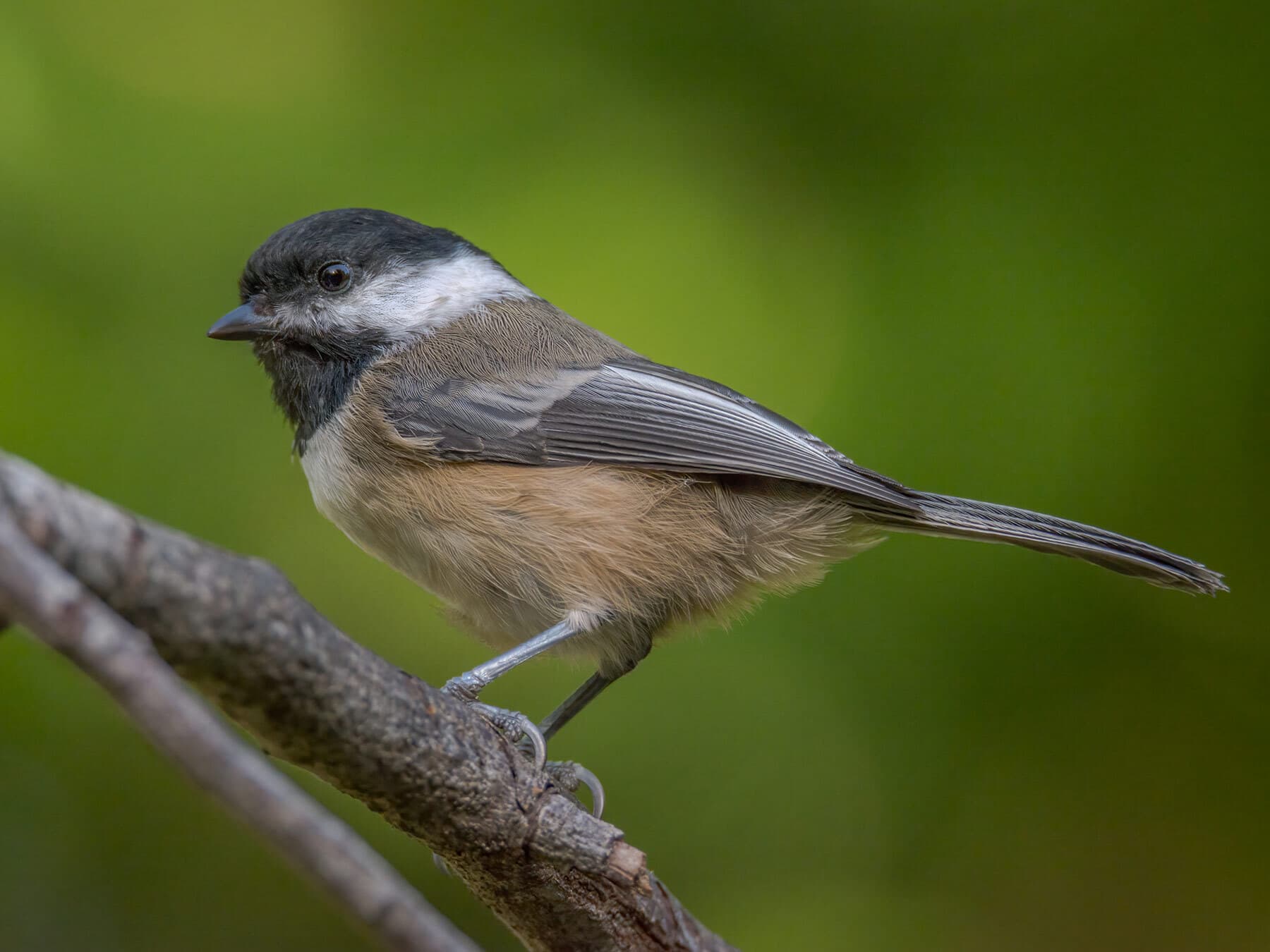 Black capped chickadee
