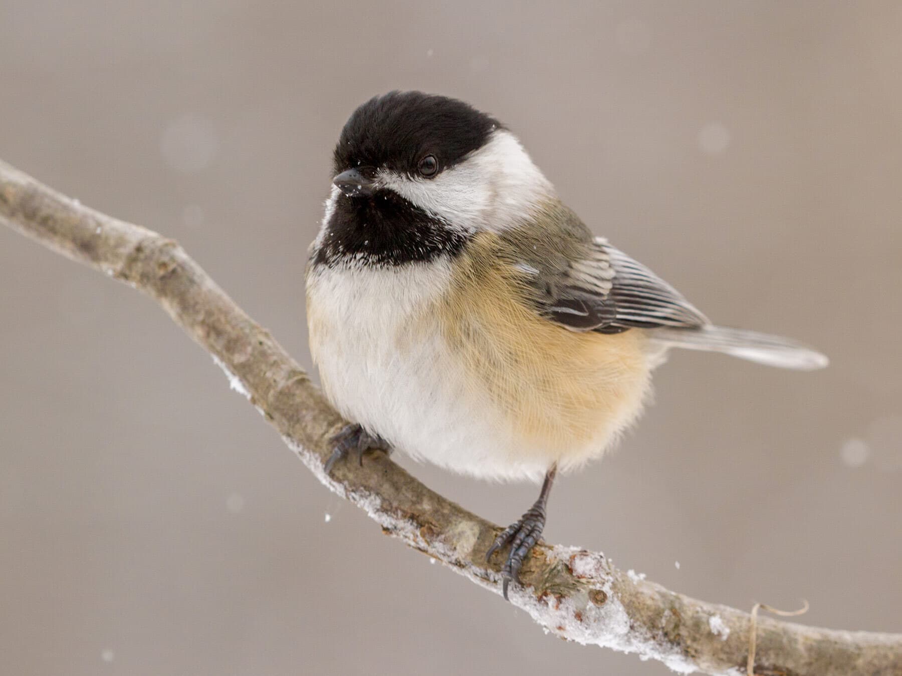 A Black-capped Chickadee fluffed up against the cold on a snowy day