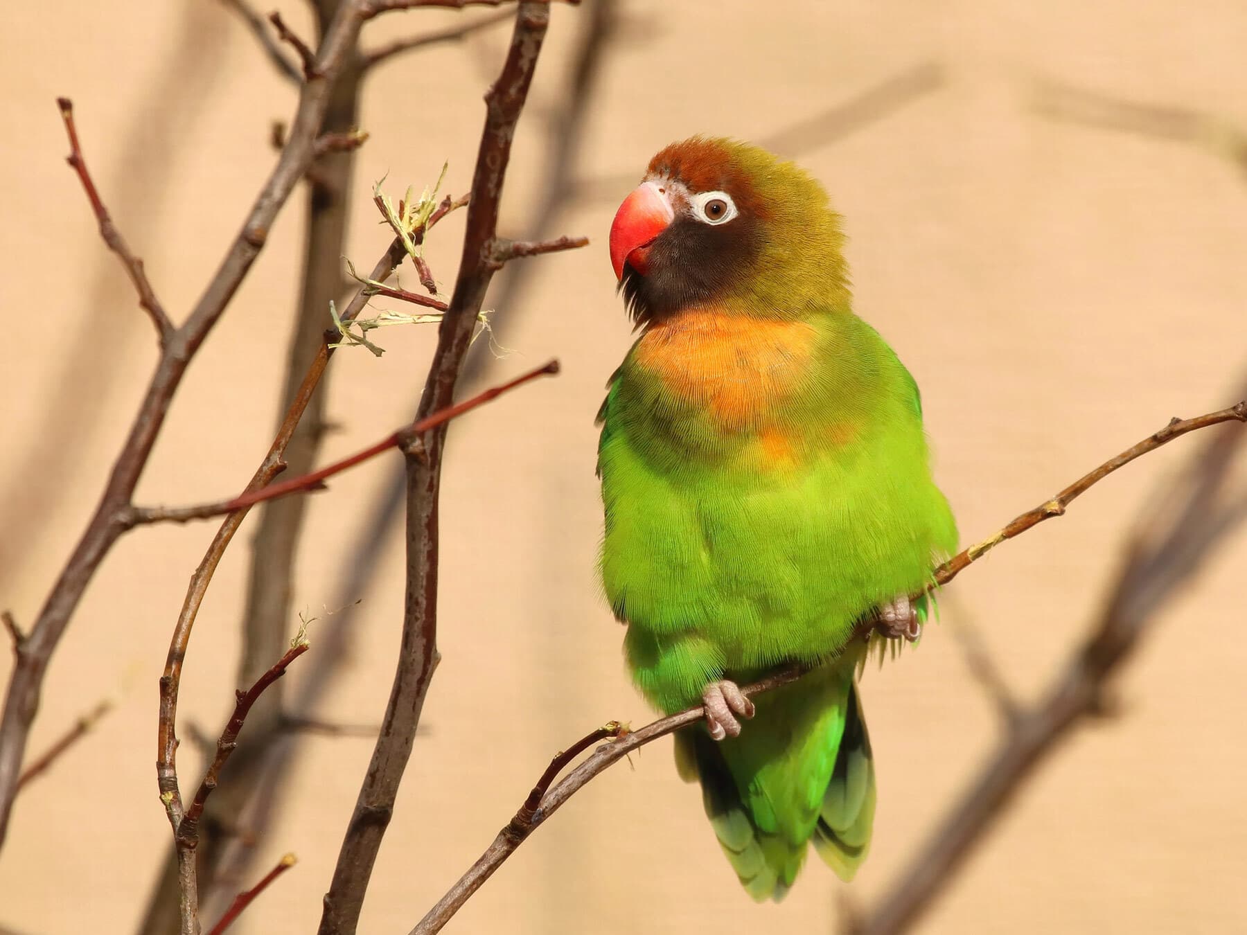 Black cheeked lovebird
