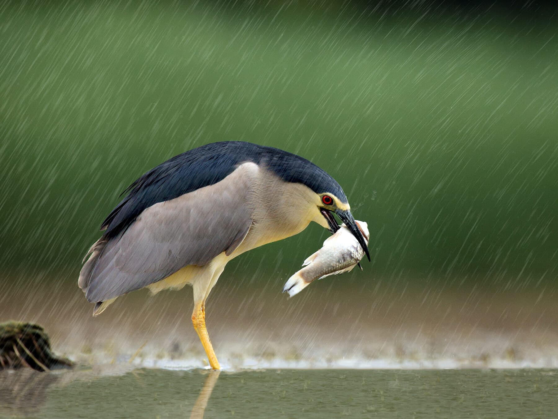 Black-crowned Night Heron with fish