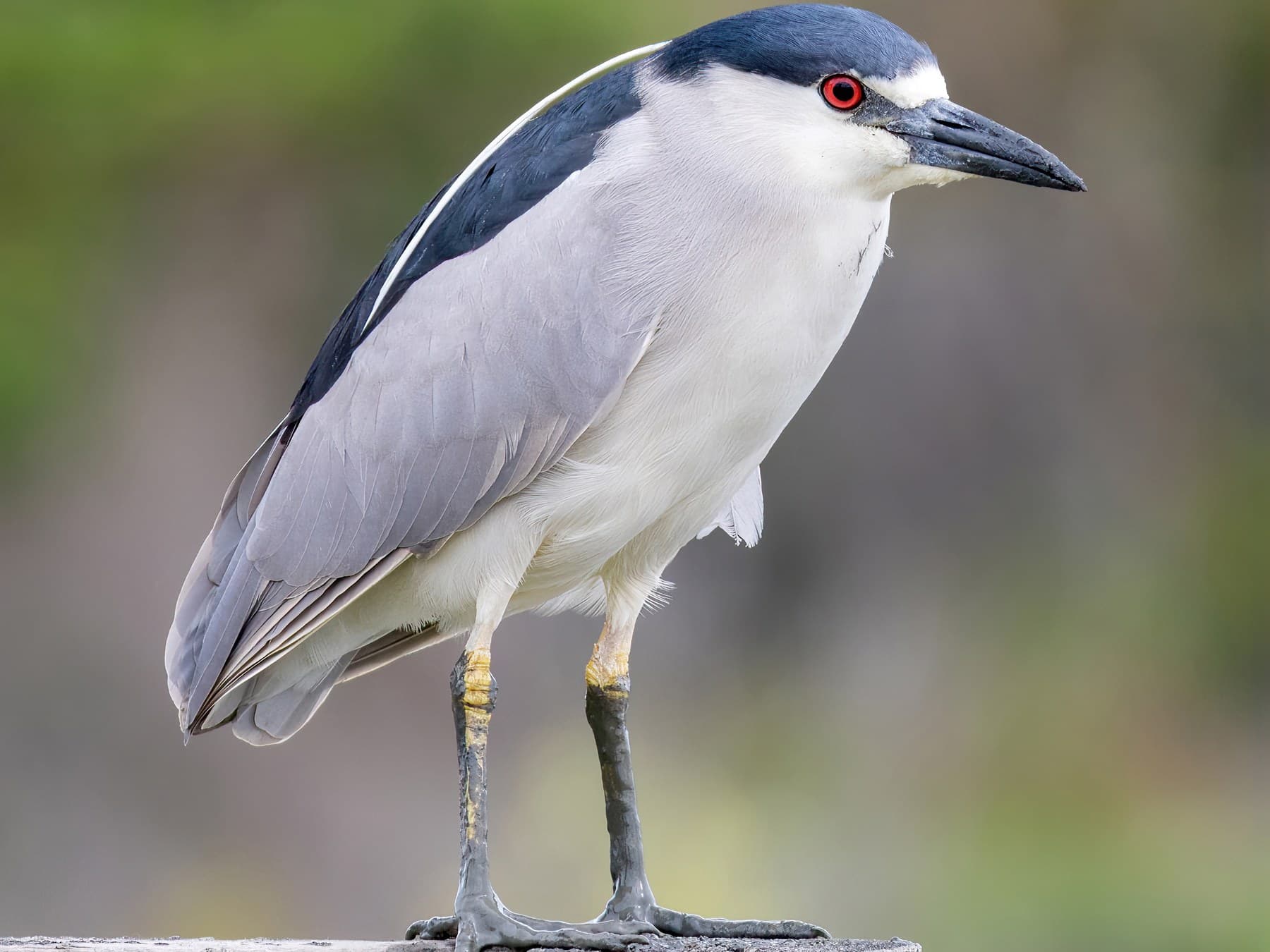 Adult Black-crowned: black cap and back, gray wings, white face and underparts