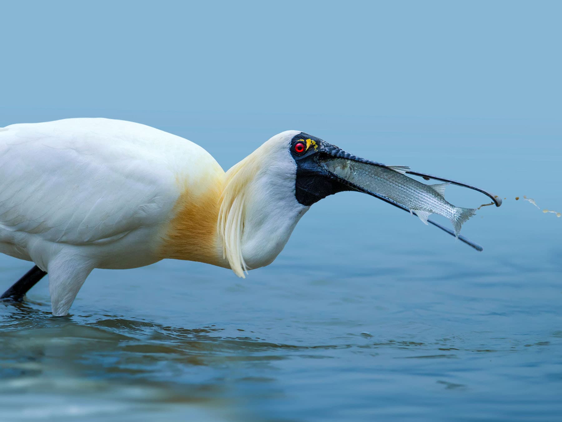 Black faced spponbill feeding on fish