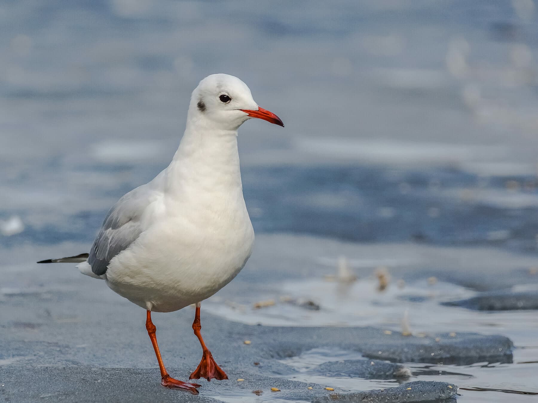 Black-headed Gull in alternative plumage