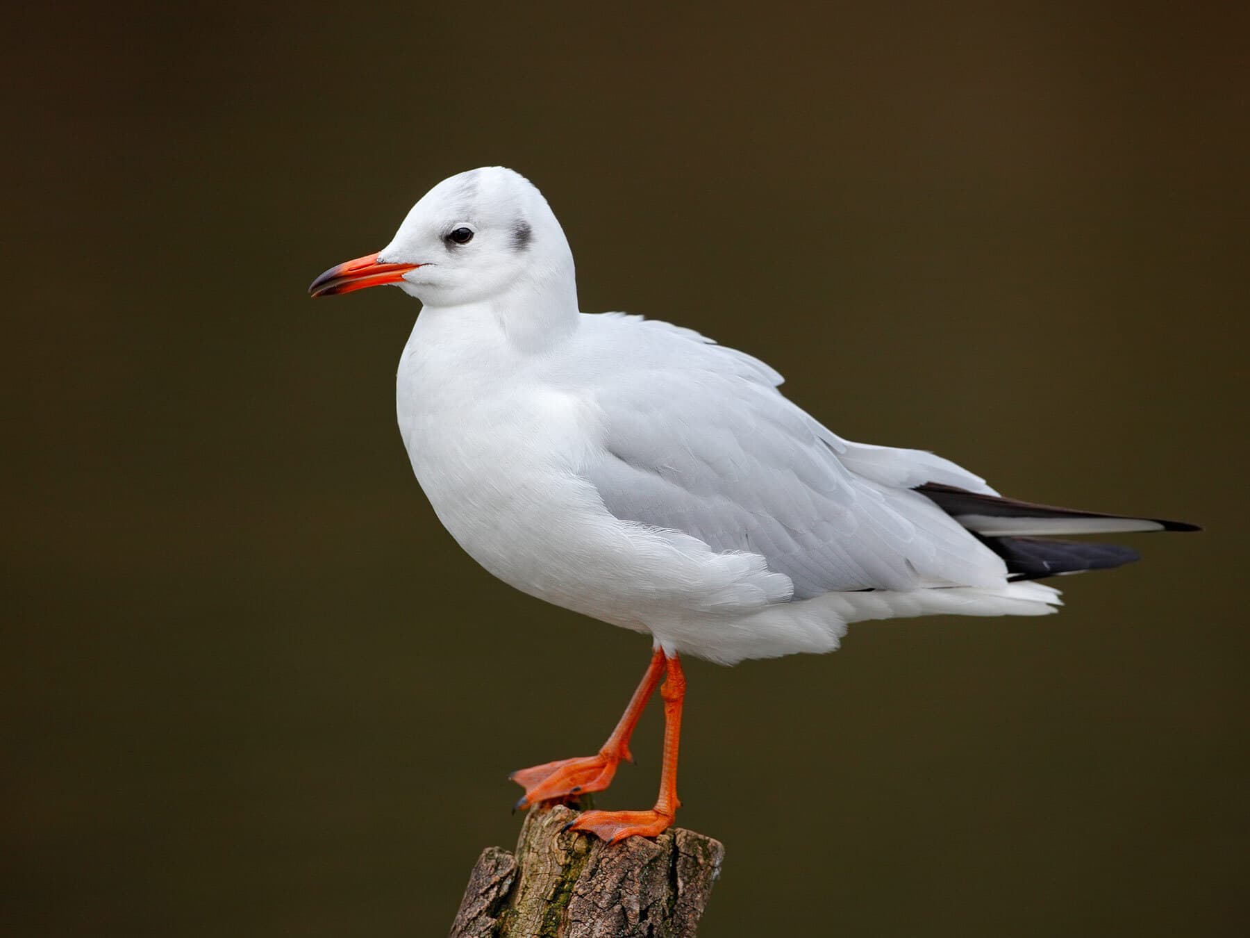 Black headed gull alternate plumage