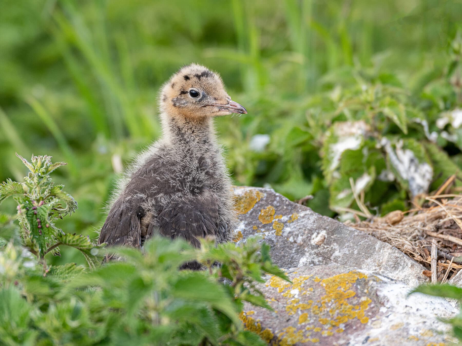 Black headed gull chick