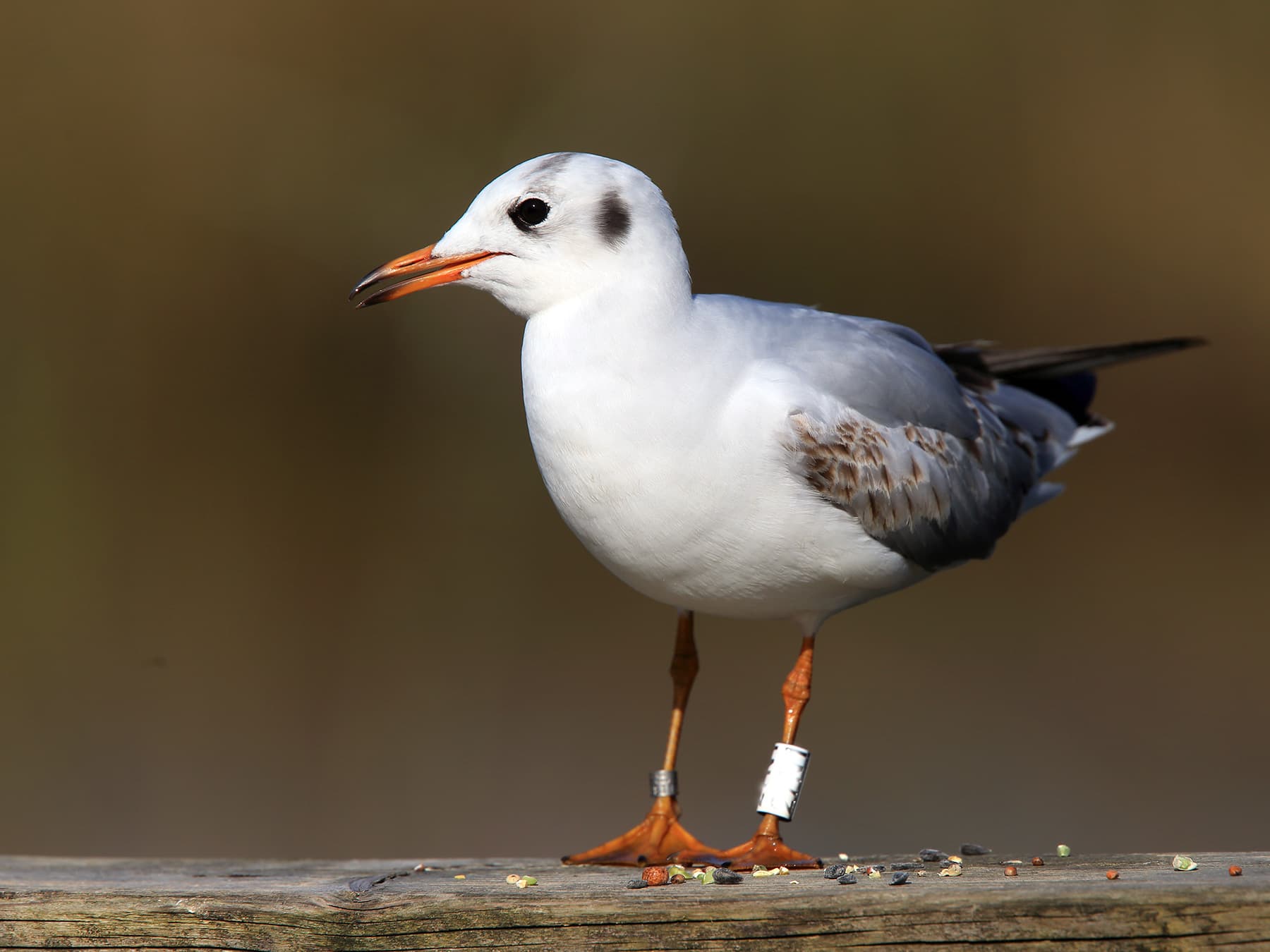 Black headed gull first summer ringed
