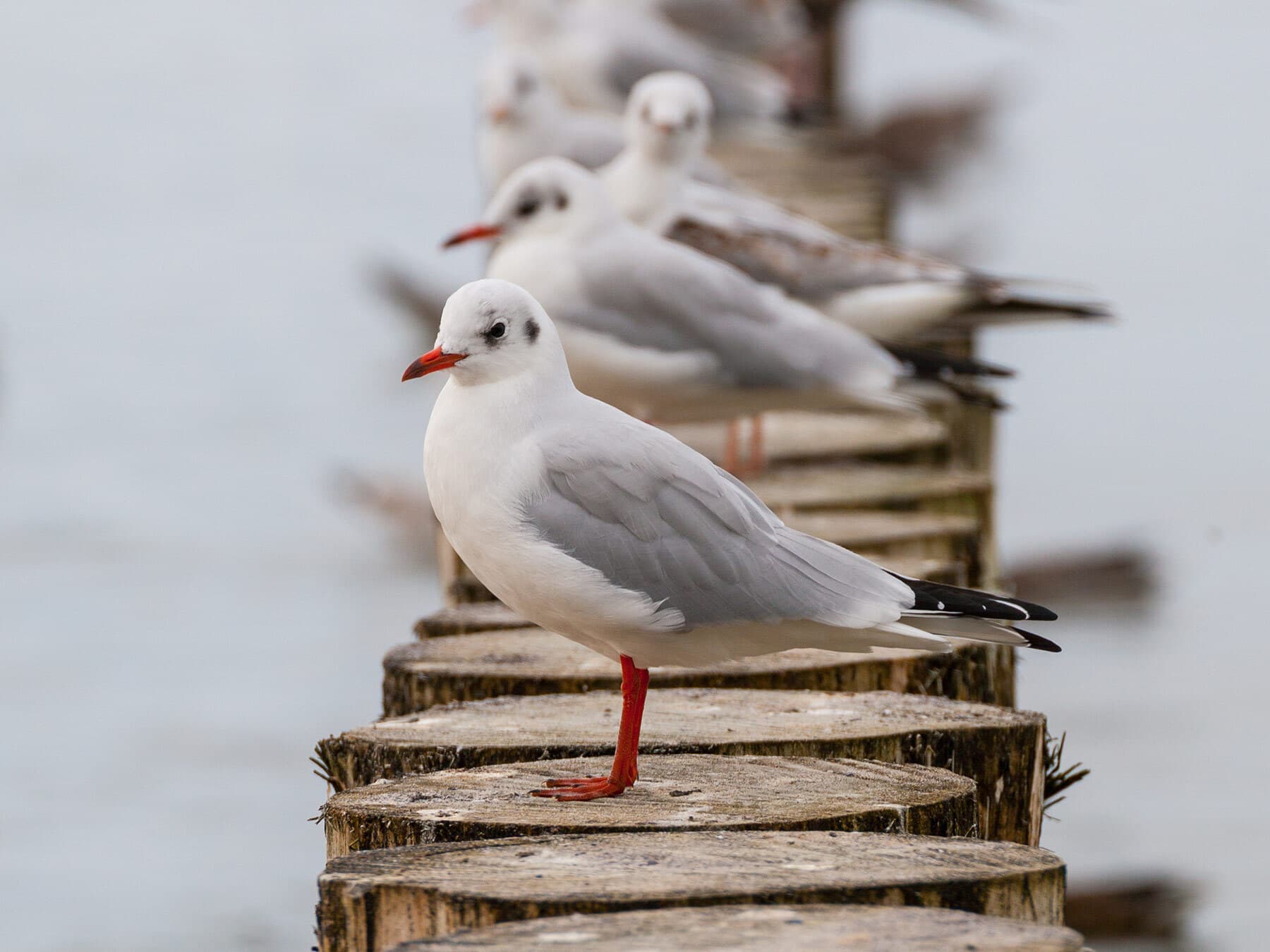 Black headed gull winter plumage