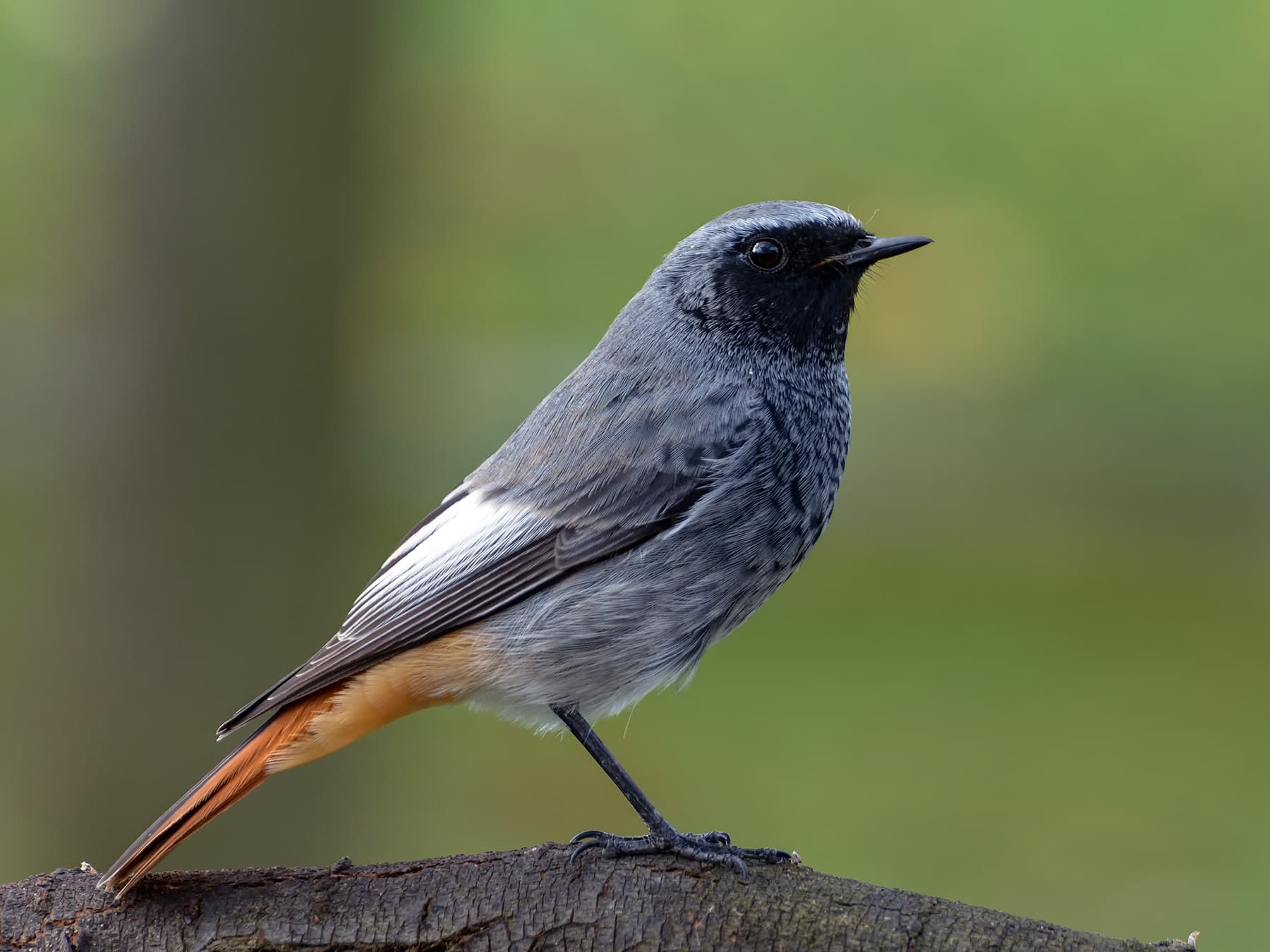 Black Redstart