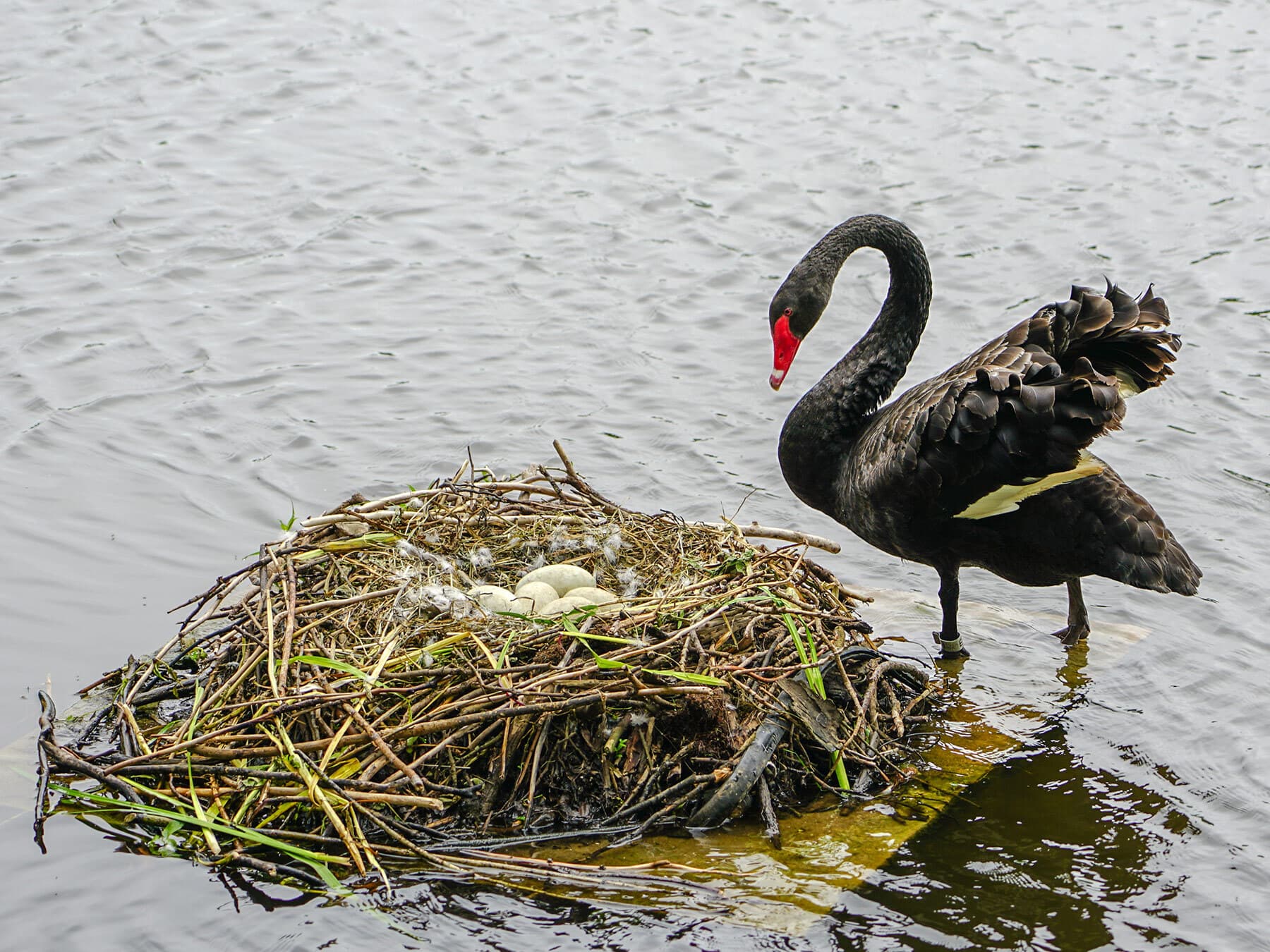 Black swan nest