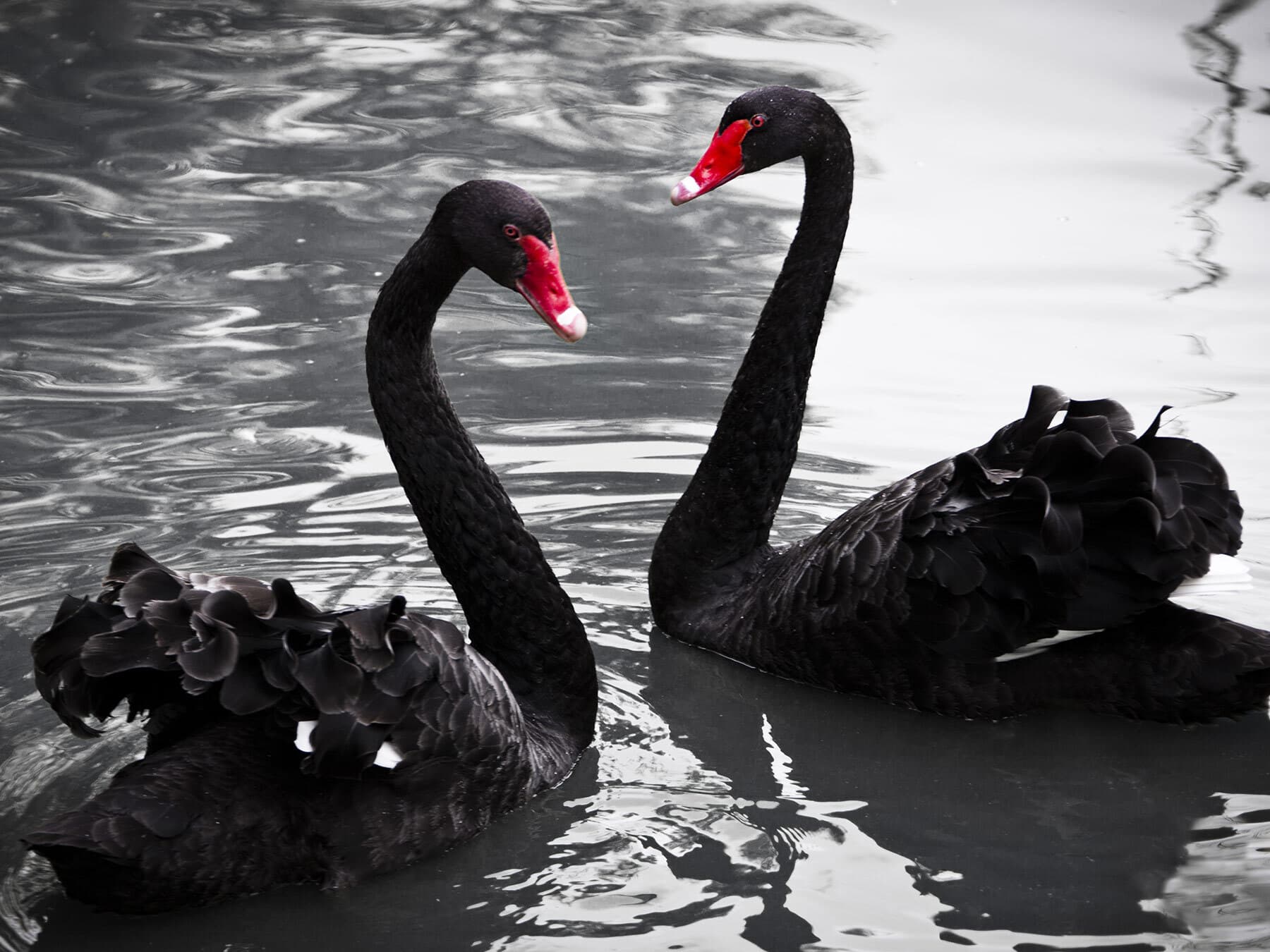 Black swan pair
