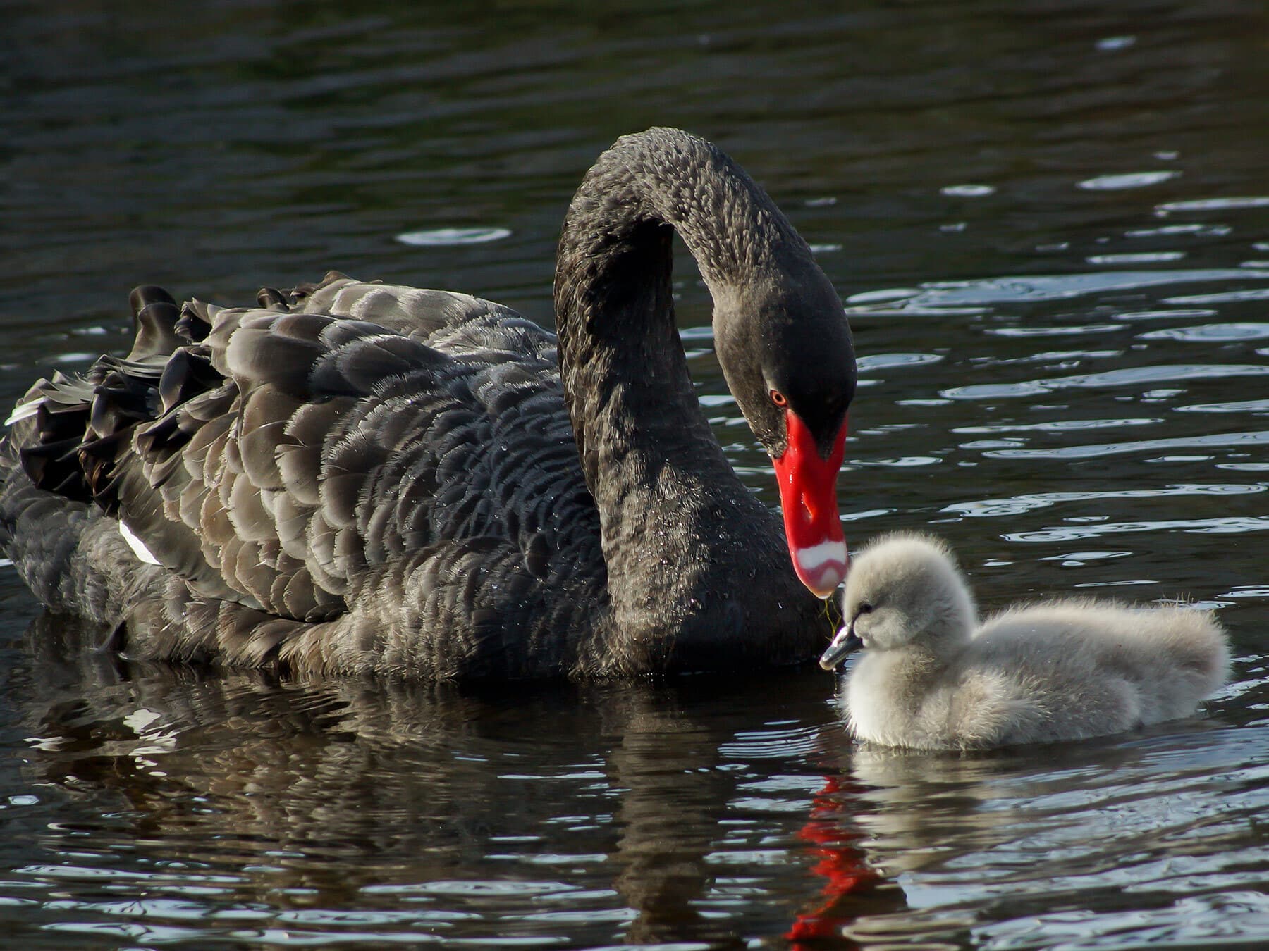 Black swan with cygnet