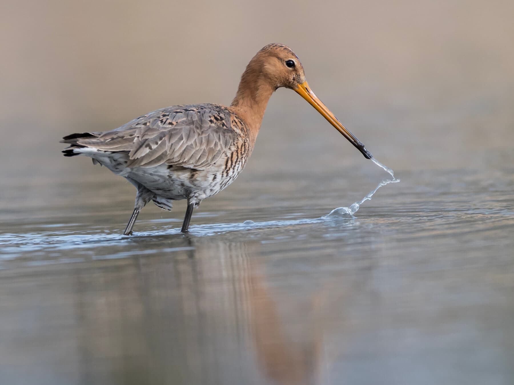 Close up of a Black-Tailed Godwit