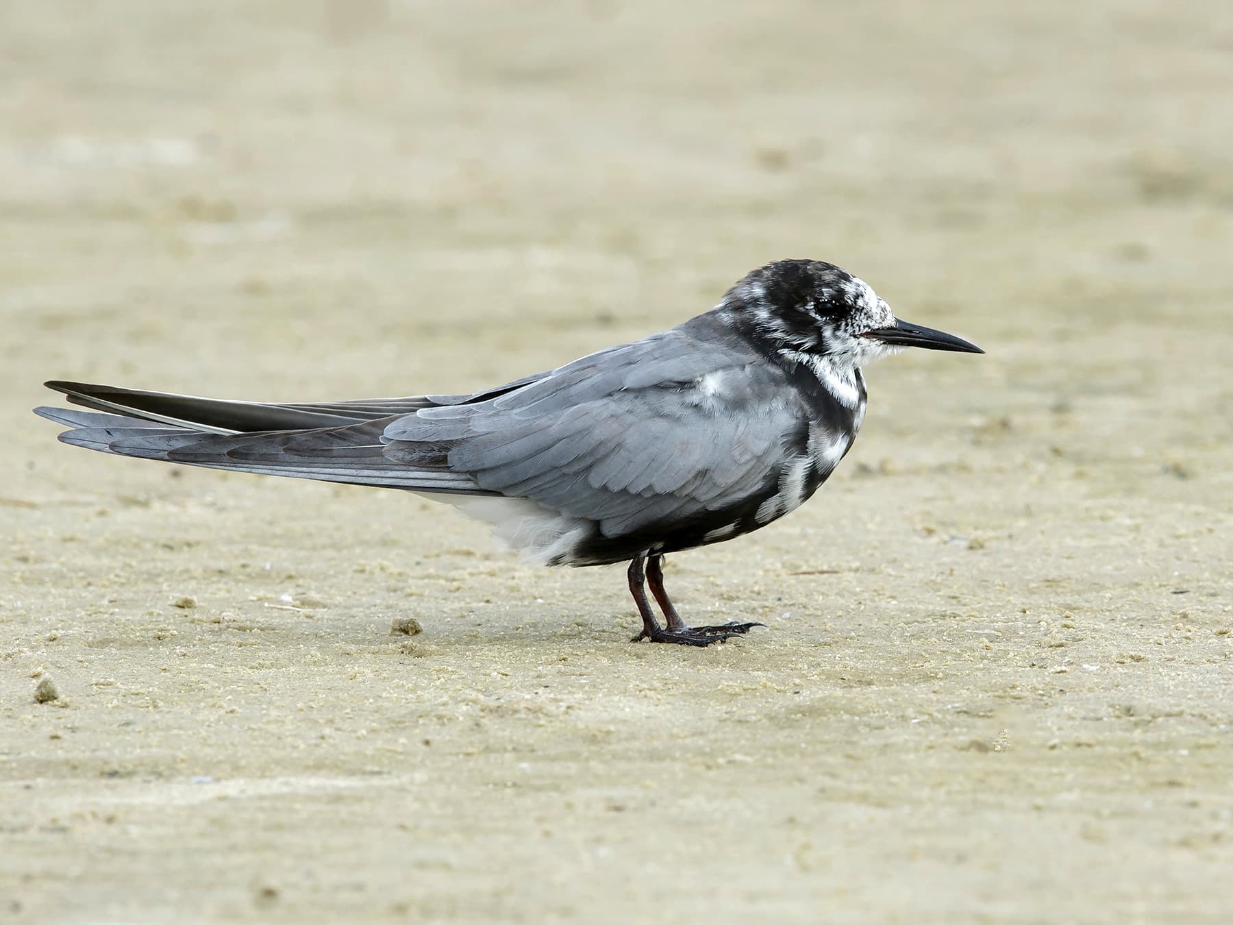 Black Tern transitioning into breeding plumage
