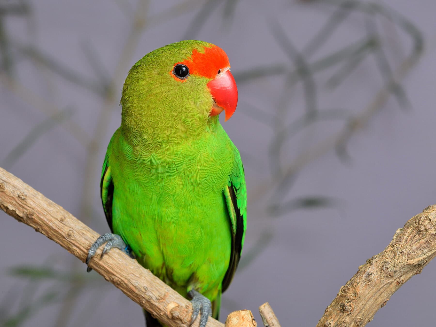 Black winged lovebird