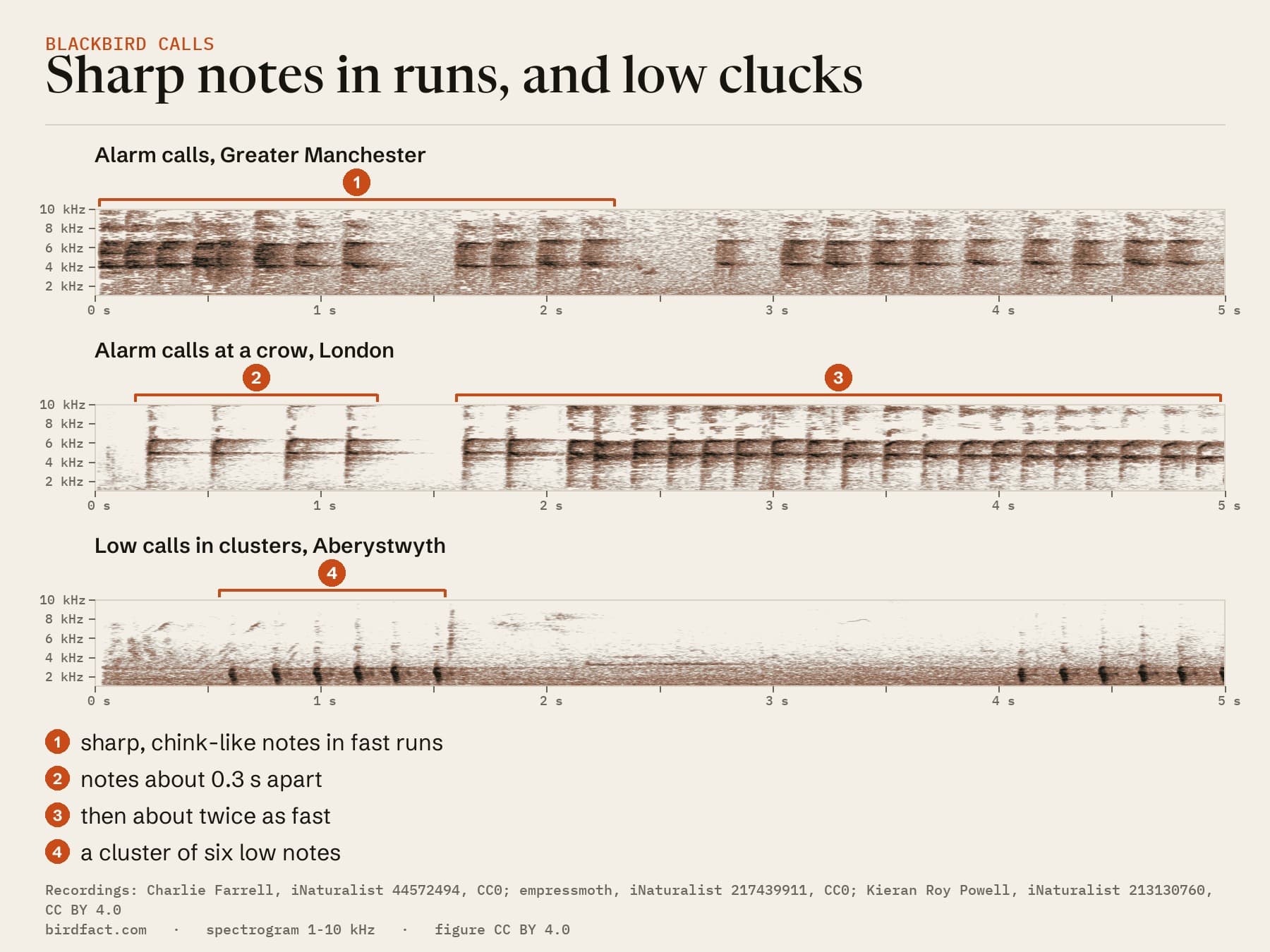 Spectrograms of three Blackbird calls on the same five-second scale: alarm calls from Greater Manchester as runs of sharp, chink-like notes; alarm calls at a crow in London, first spaced out, then about twice as fast; and low calls from Aberystwyth in a cluster of six notes