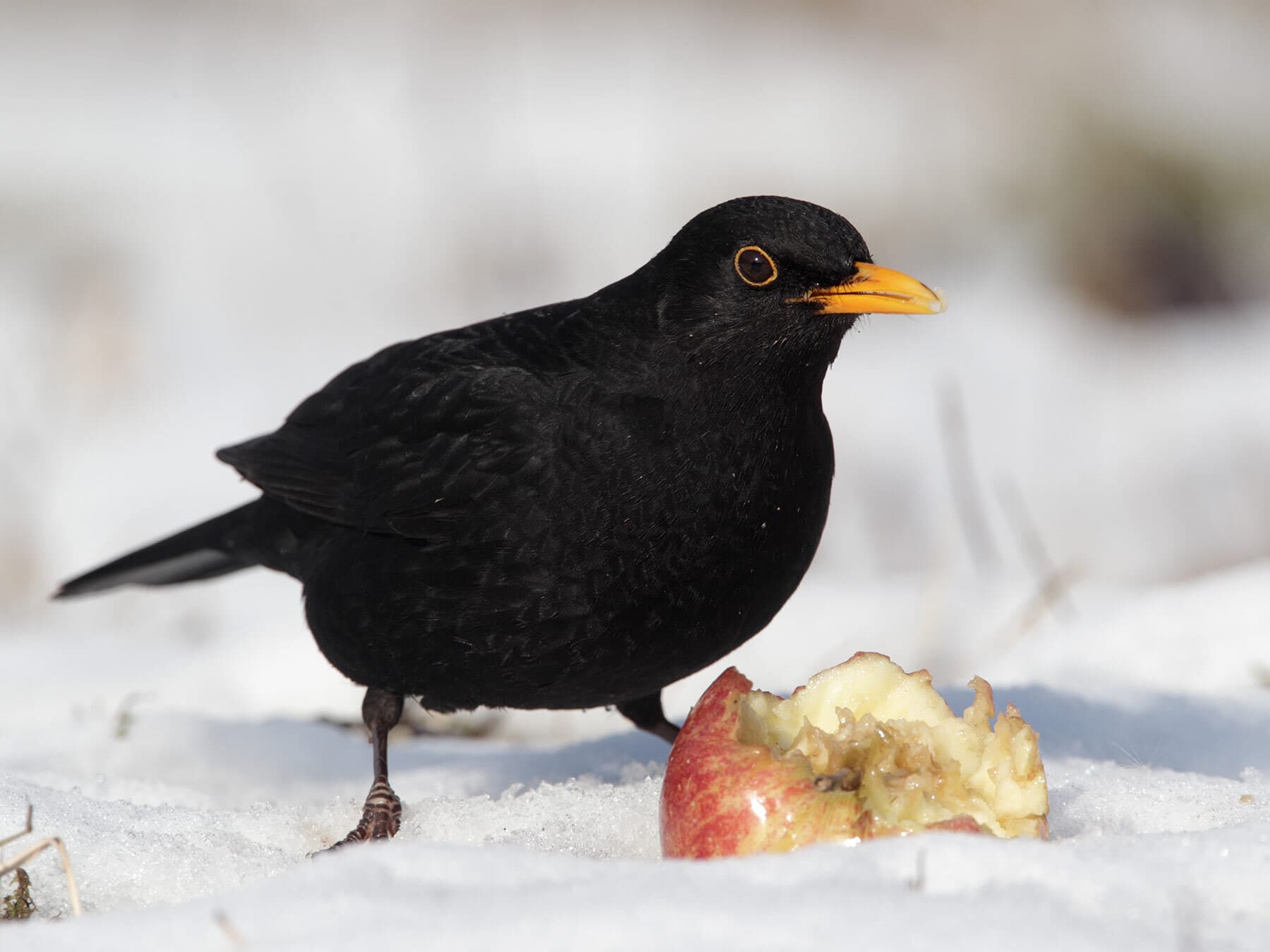 Blackbird eating apple
