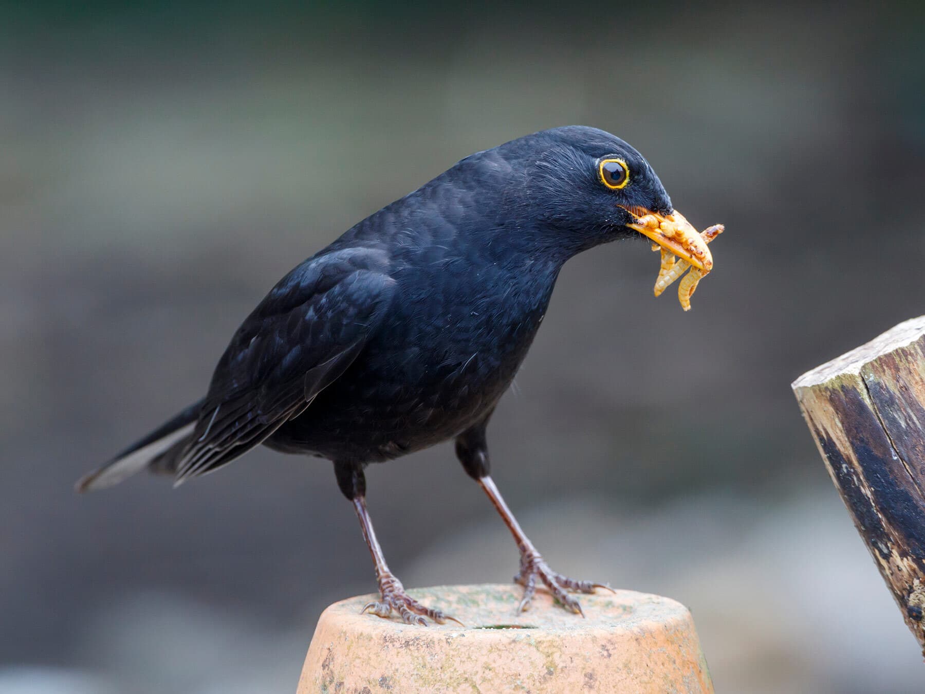 Blackbird eating mealworms