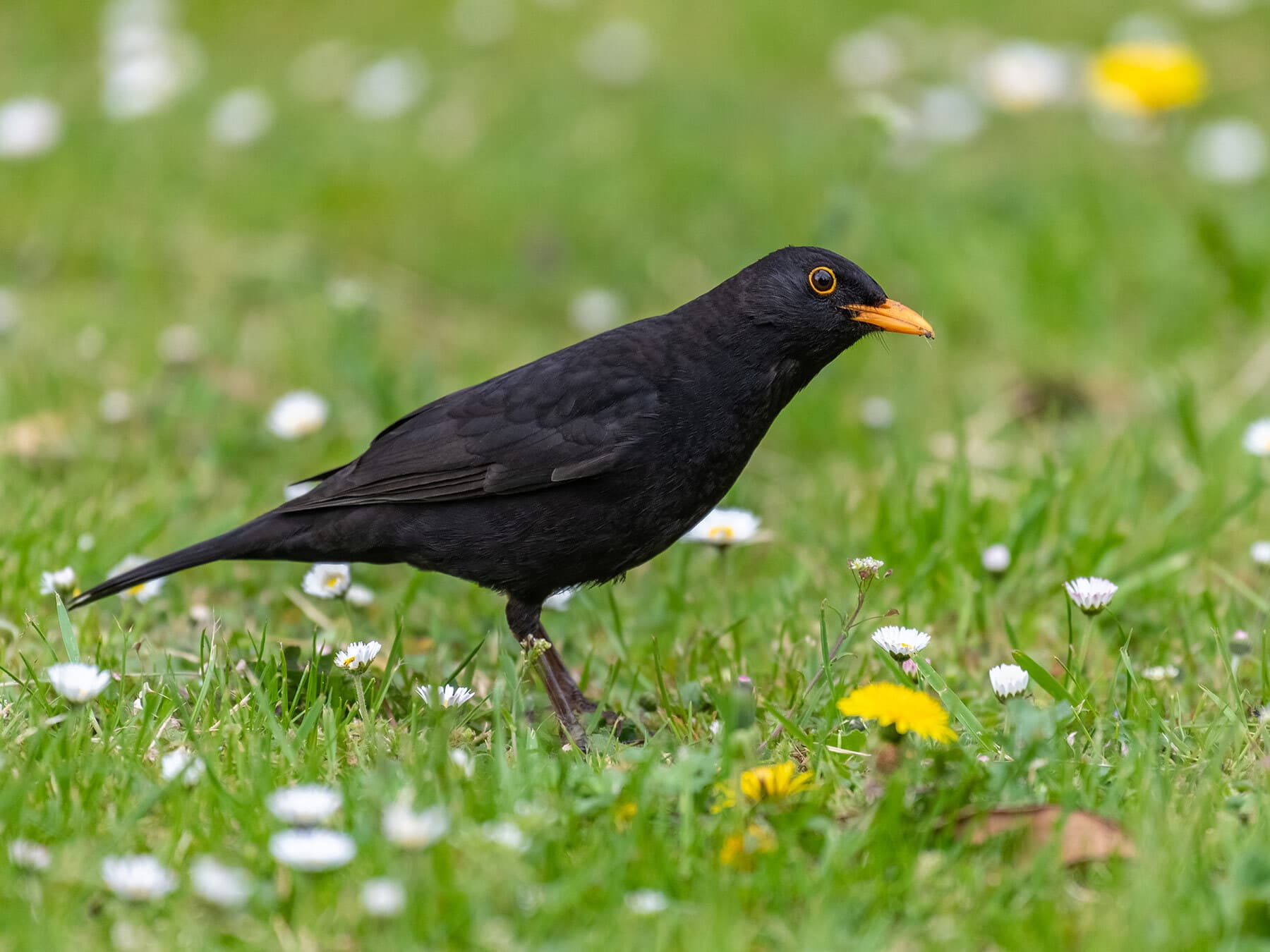 Blackbird foraging in grass