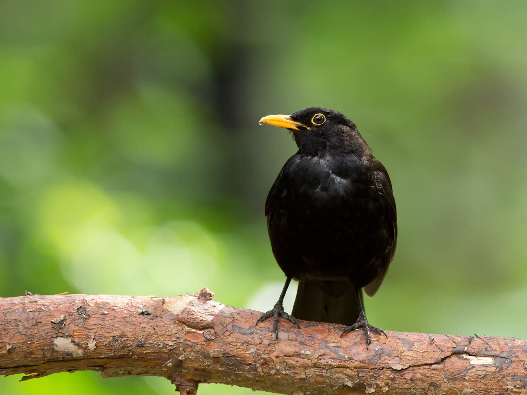 Blackbird Symbolism and Meaning: What the Old Records Say