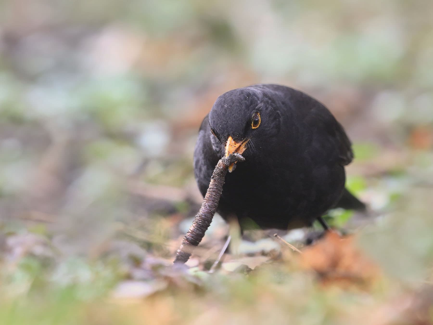 Blackbird pulling worm