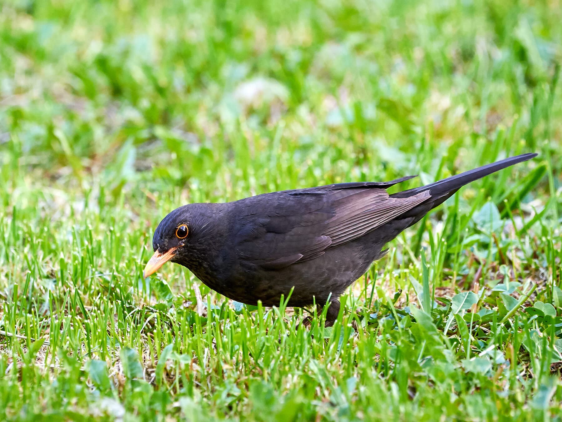 Blackbird searching for worms