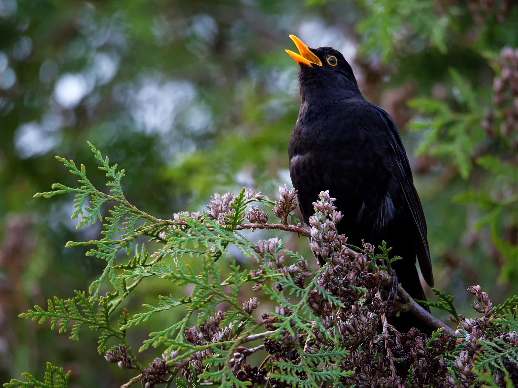 Blackbird singing in tree