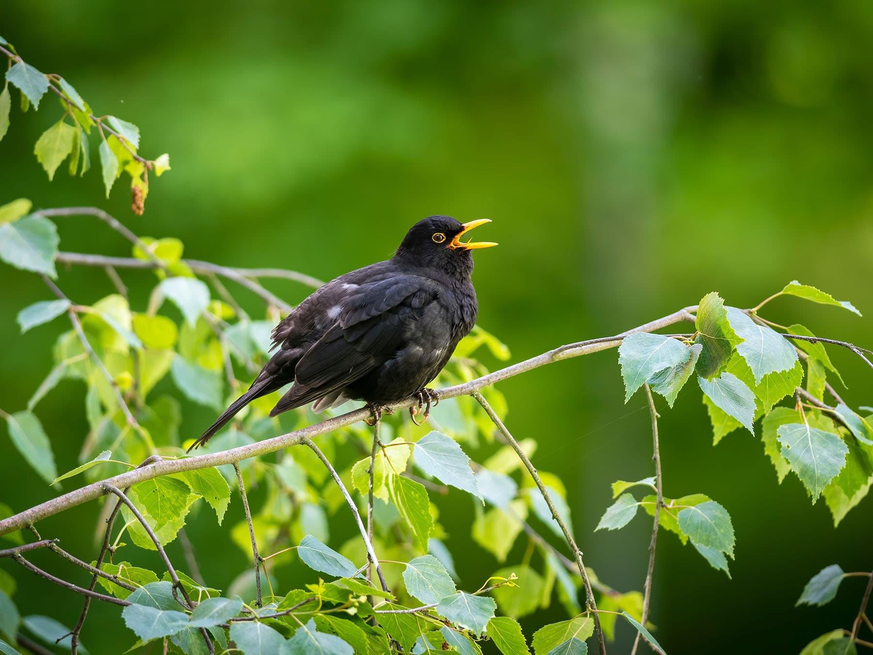 A male Blackbird with its bill open, perched in a tree in leaf