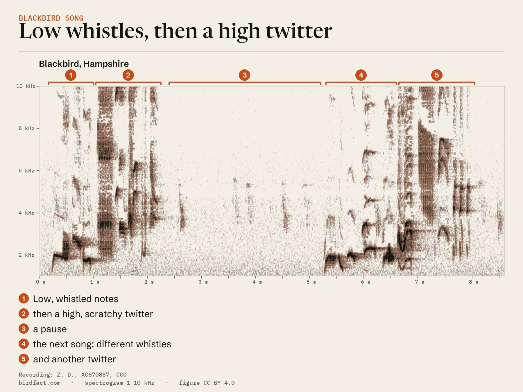 Spectrogram of two Blackbird songs from Hampshire: in each, low whistled notes are followed by a high, scratchy twitter; a pause of about three seconds separates the songs, and the second song opens with different whistles