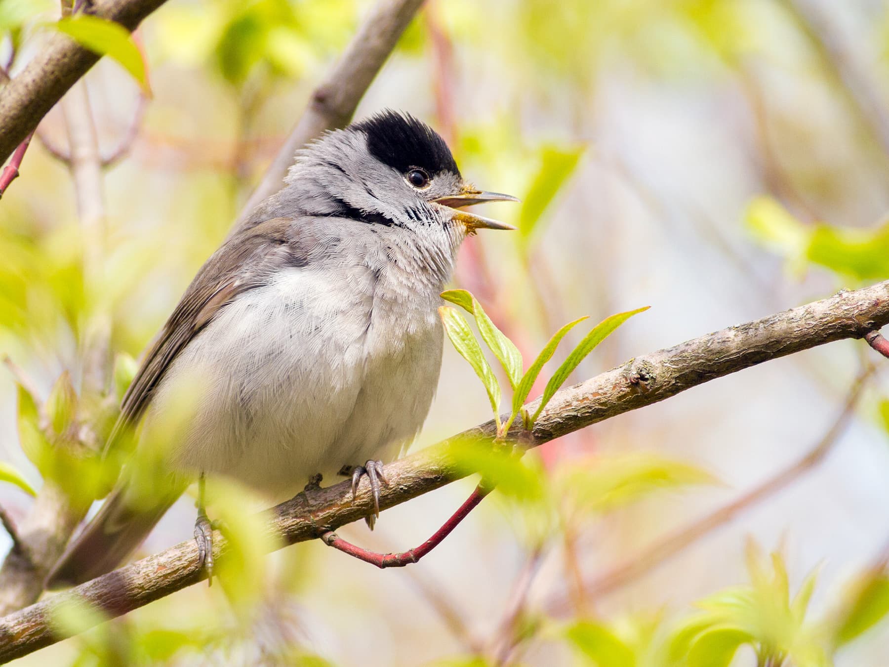 Blackcap singing in the forest