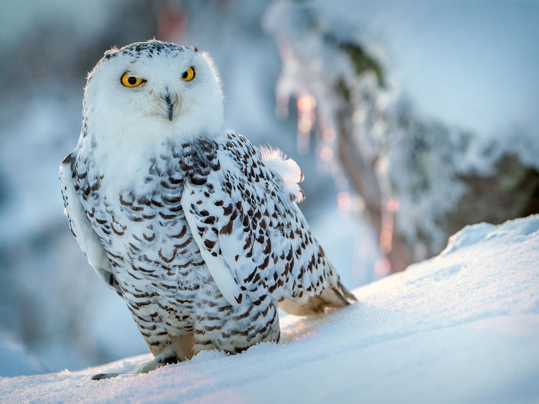 Blood and Immune System of Birds