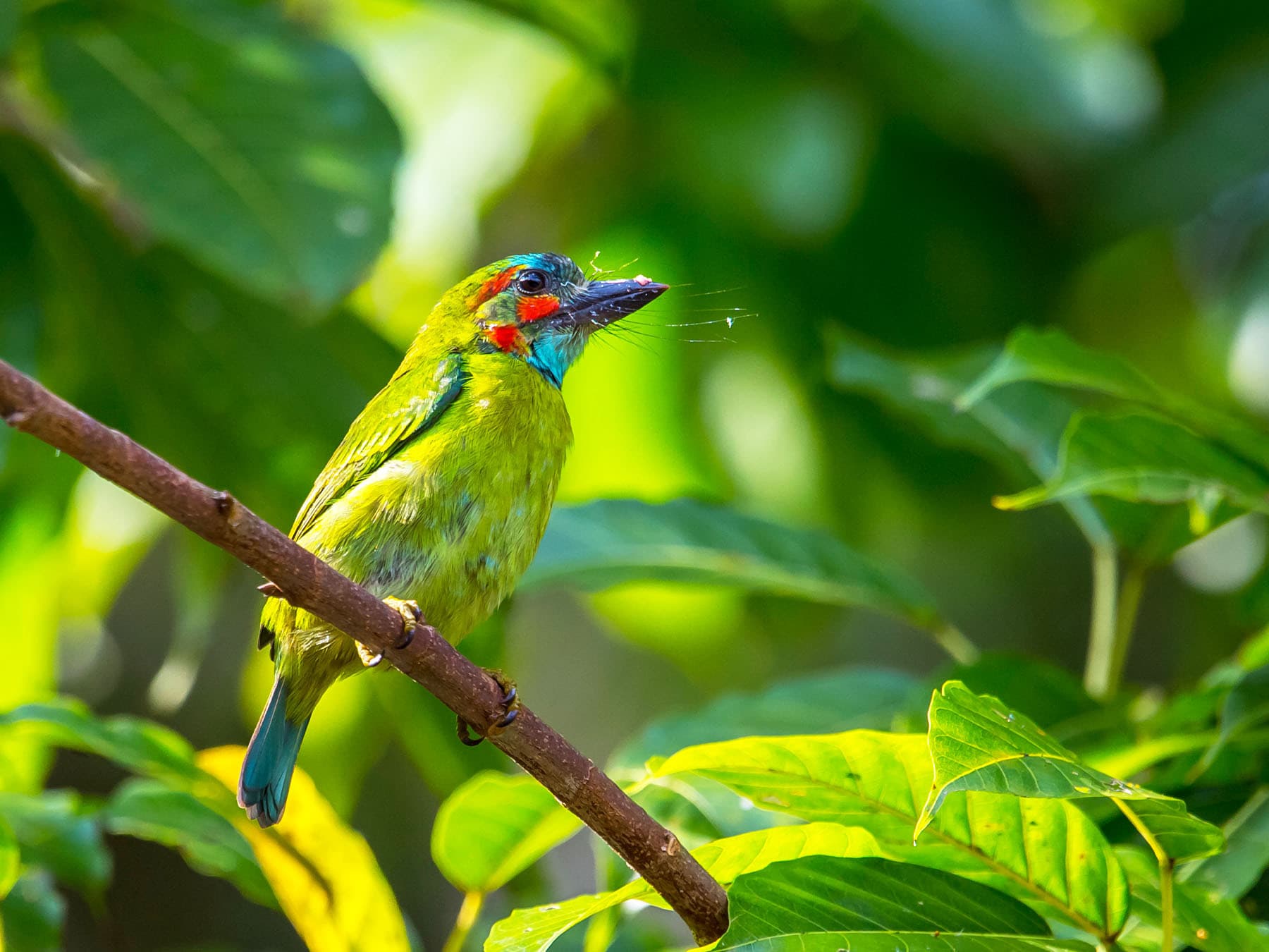 Asian Barbets