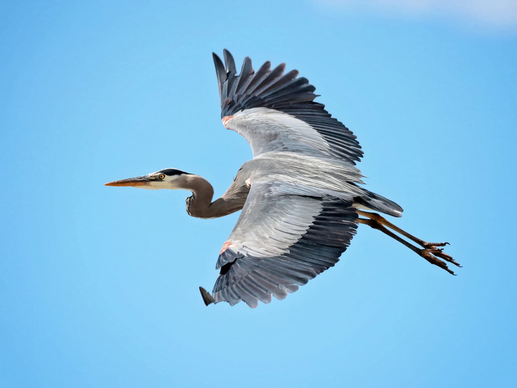Blue heron in flight