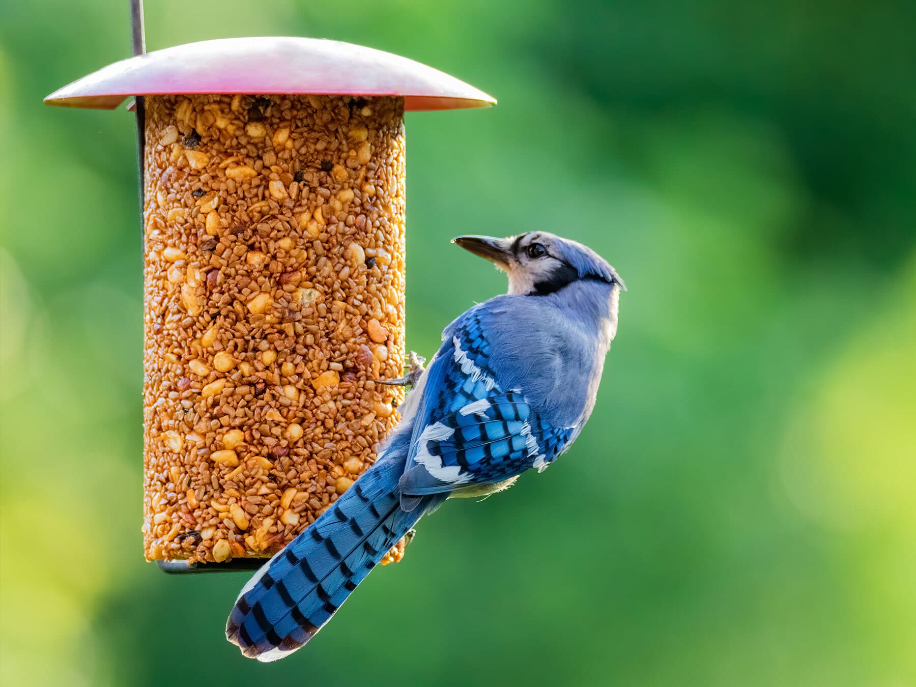 A Blue Jay at a seed-cake feeder