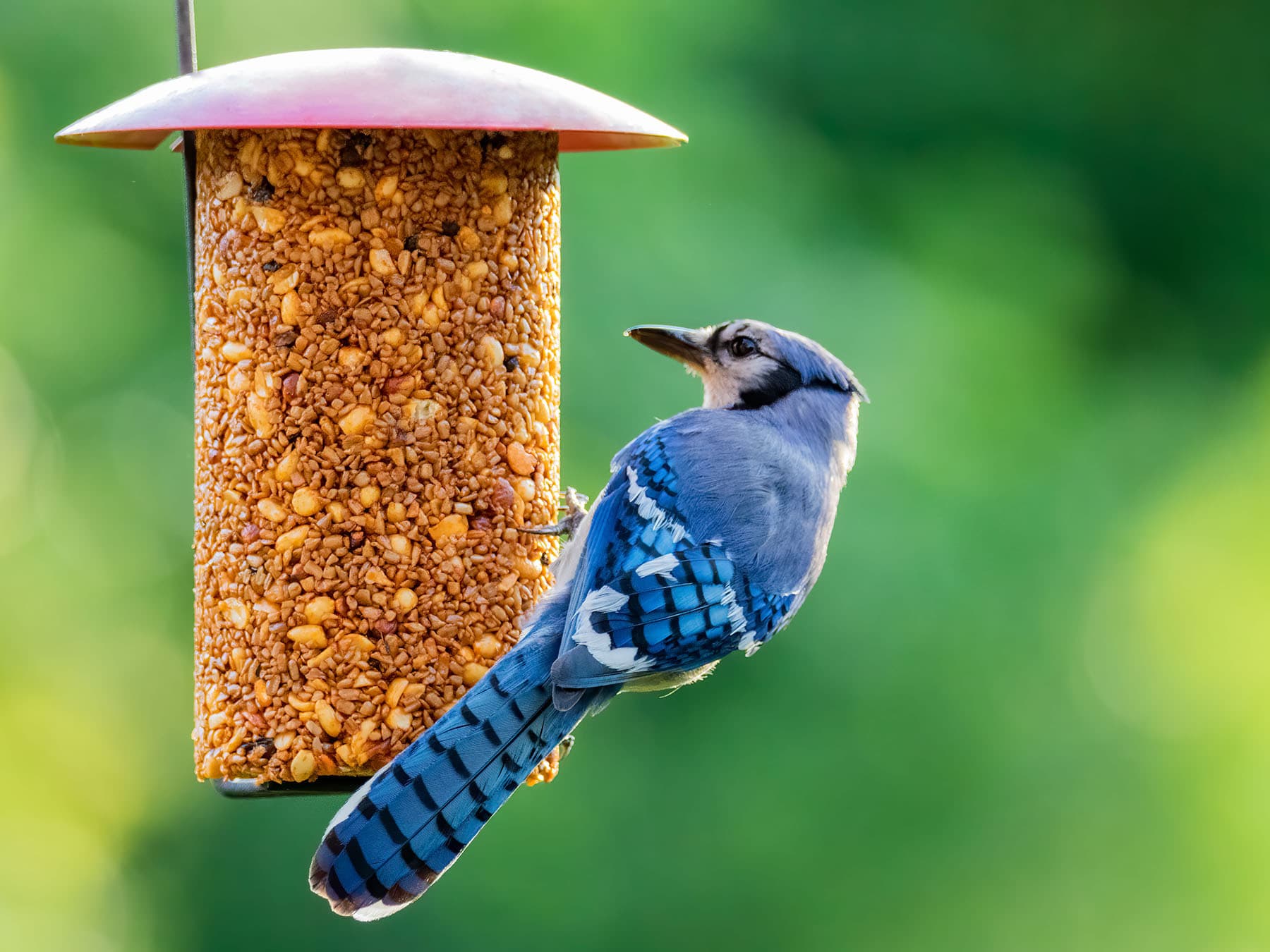Blue jay at feeder