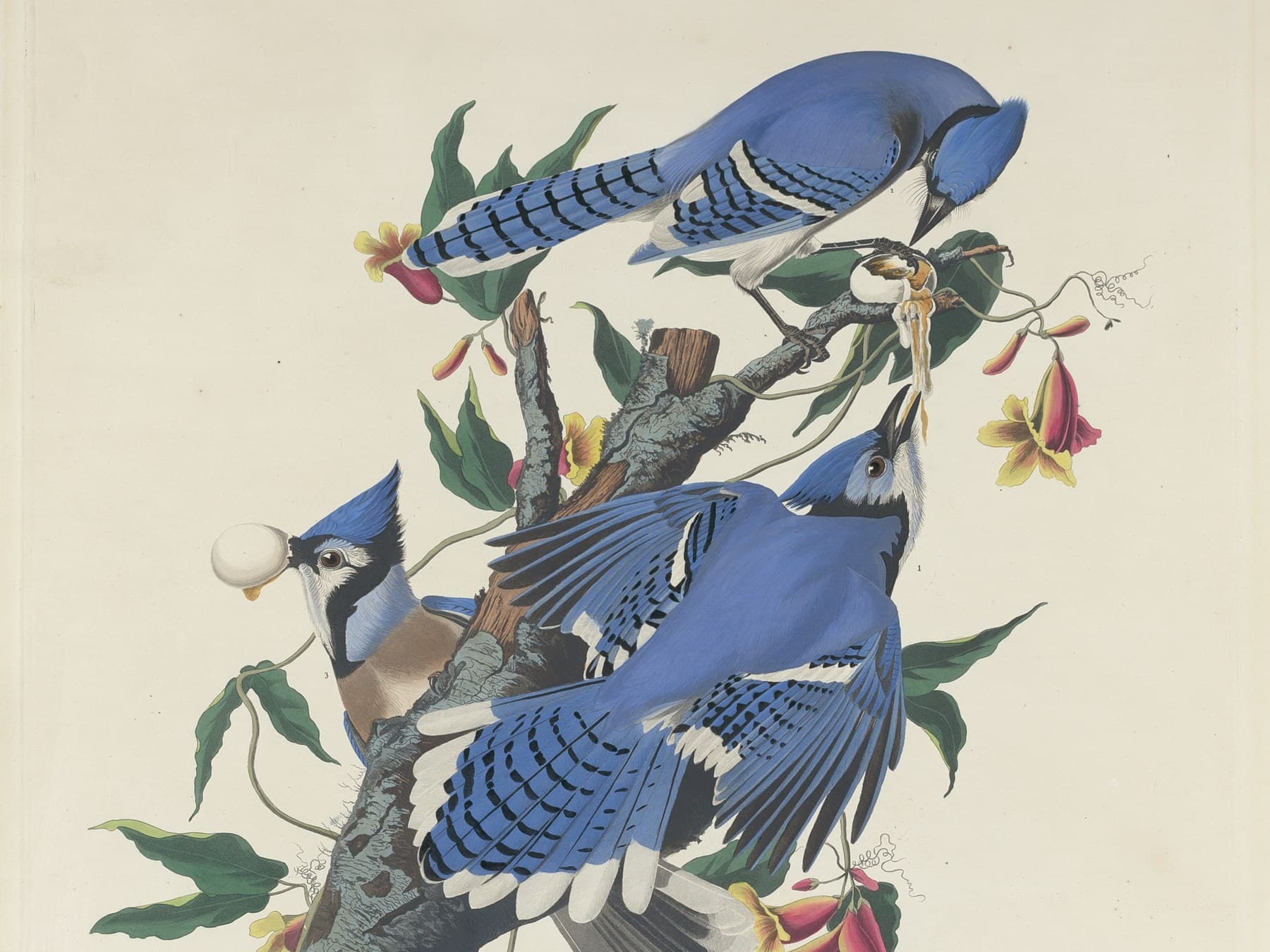 Blue Jays, plate 102 of Audubon's The Birds of America, engraved by Robert Havell after Audubon (this print 1831)