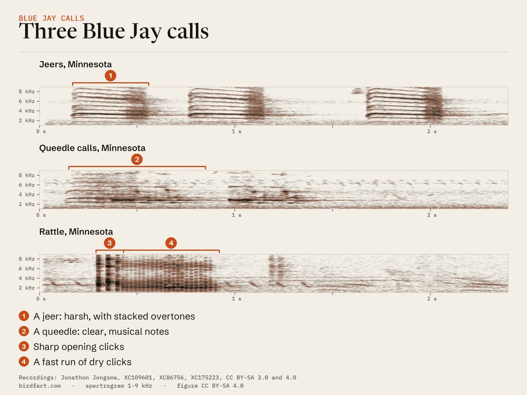 Three Blue Jay calls from Minnesota drawn as spectrograms: (1) a jeer, a harsh sound with many stacked overtones, about 0.4 seconds long and loudest near 3.3 kHz; (2) a queedle, clear musical notes; (3) the sharp opening clicks of a rattle and (4) the fast run of dry clicks that follows, about 0.6 seconds in all.