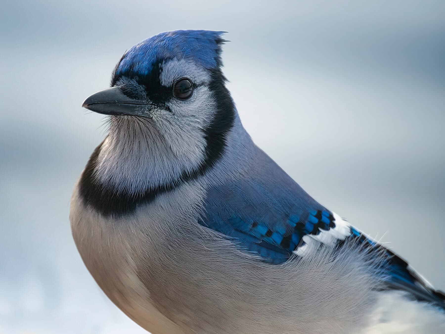 Blue jay close up