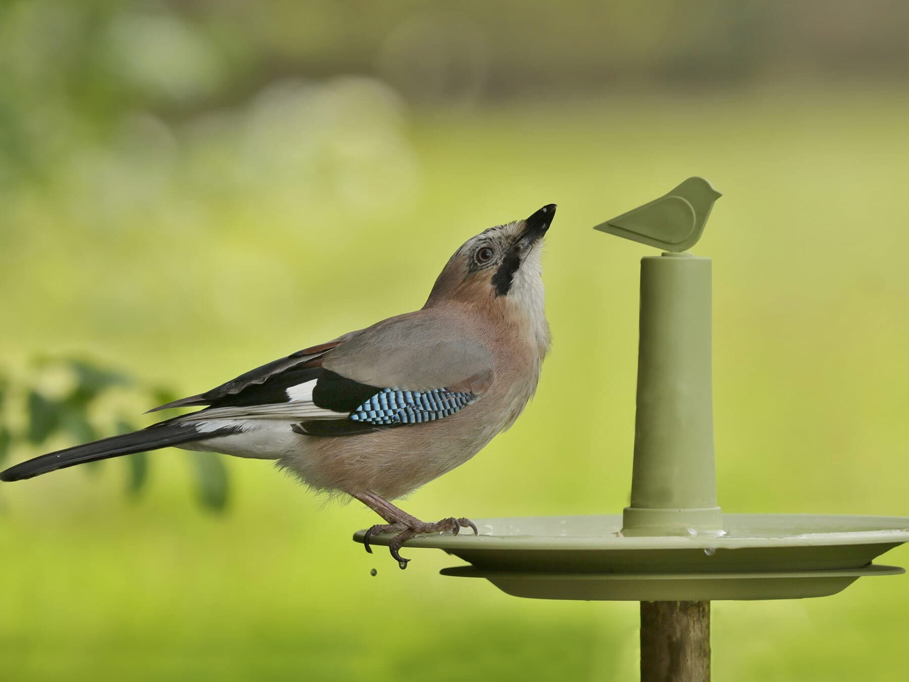 Blue jay drinking water