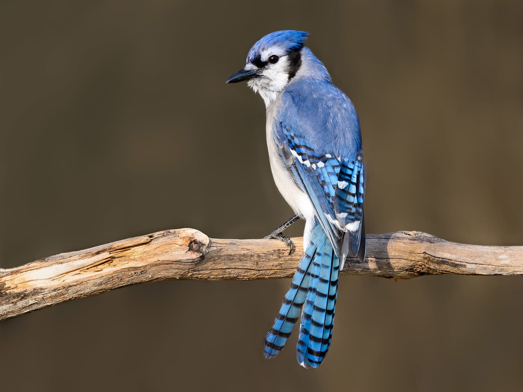 Blue jay earlyspring