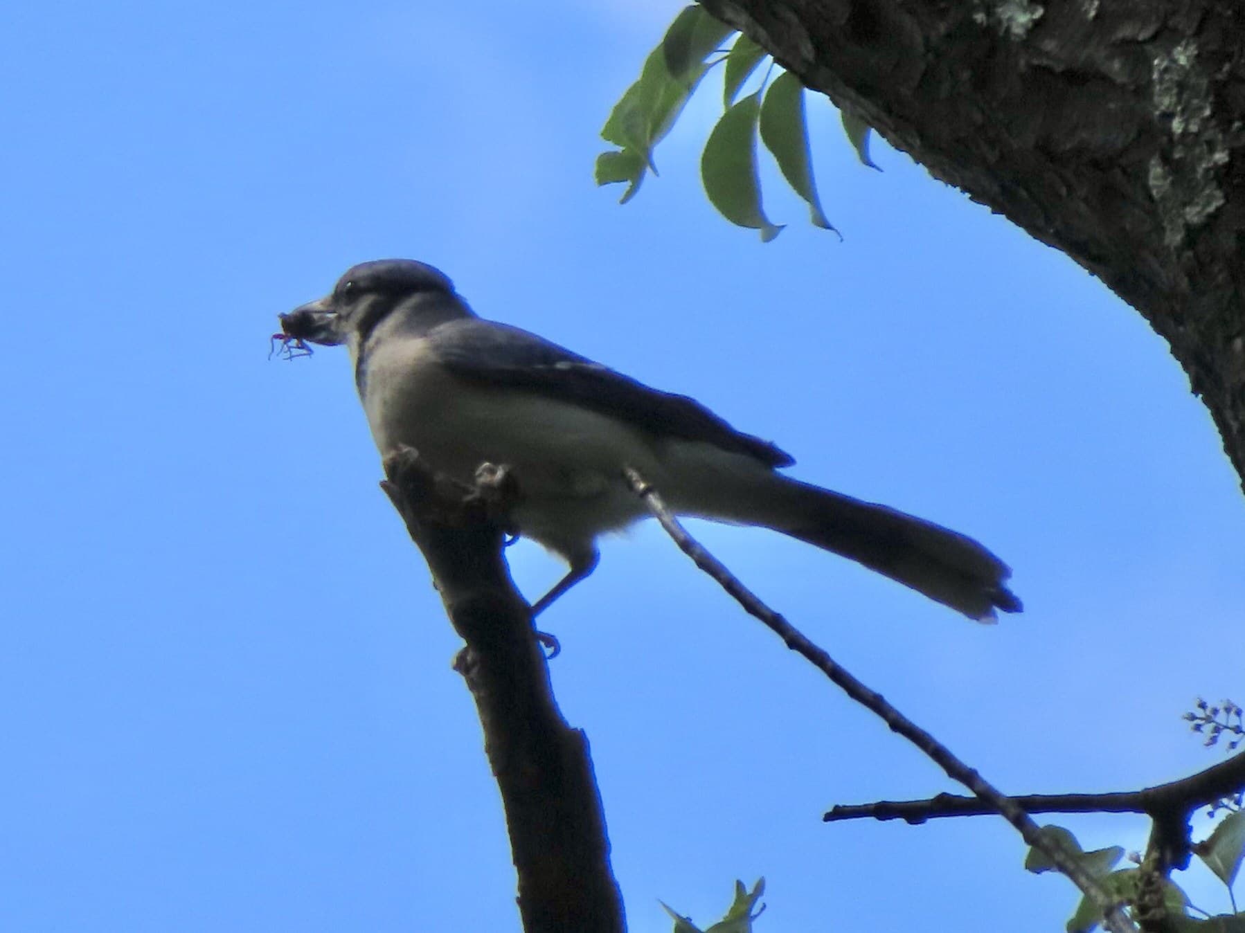 A Blue Jay with an insect its observer identified as a cicada, Vienna, Virginia, May 2021