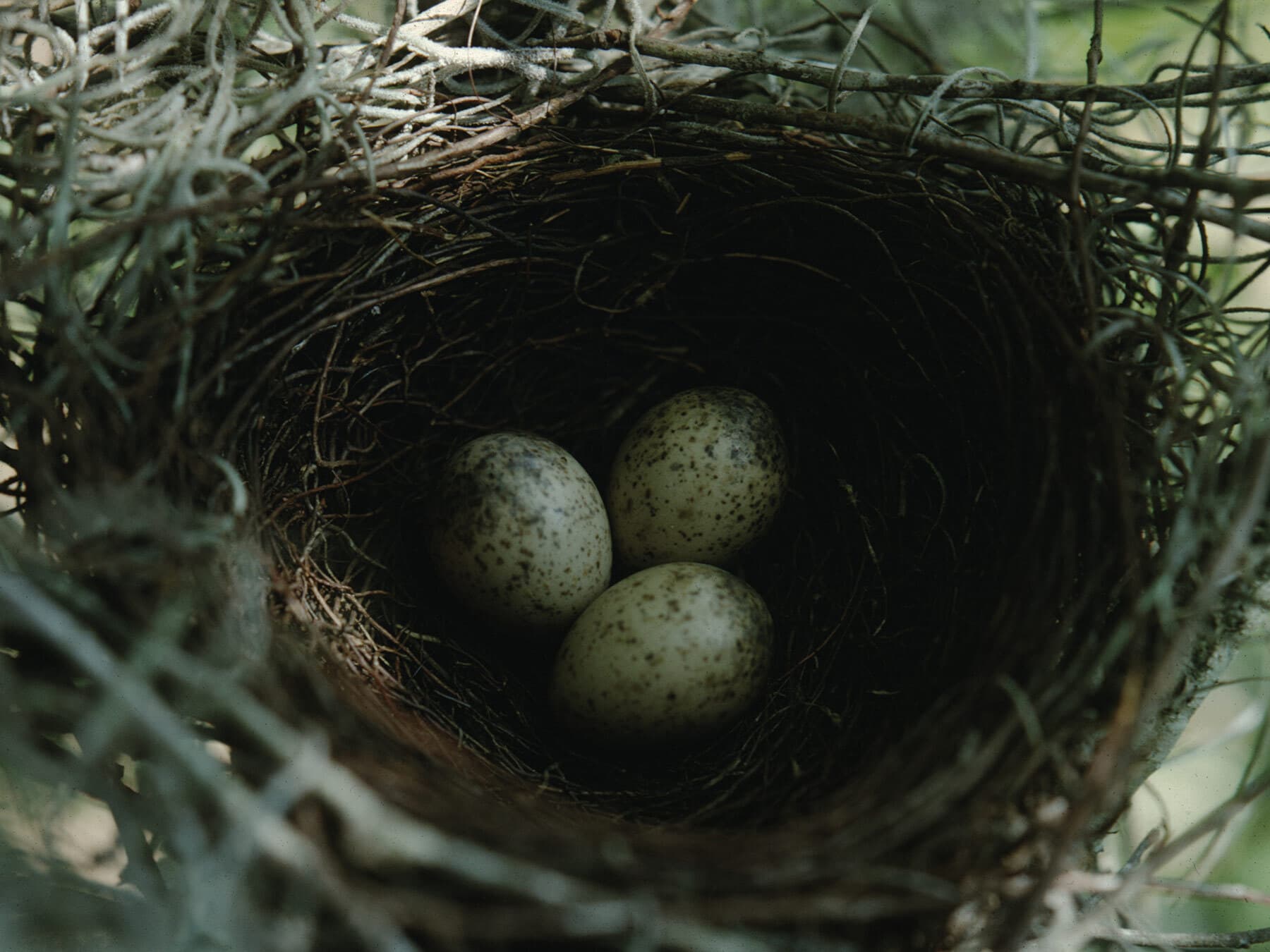 Blue jay eggs