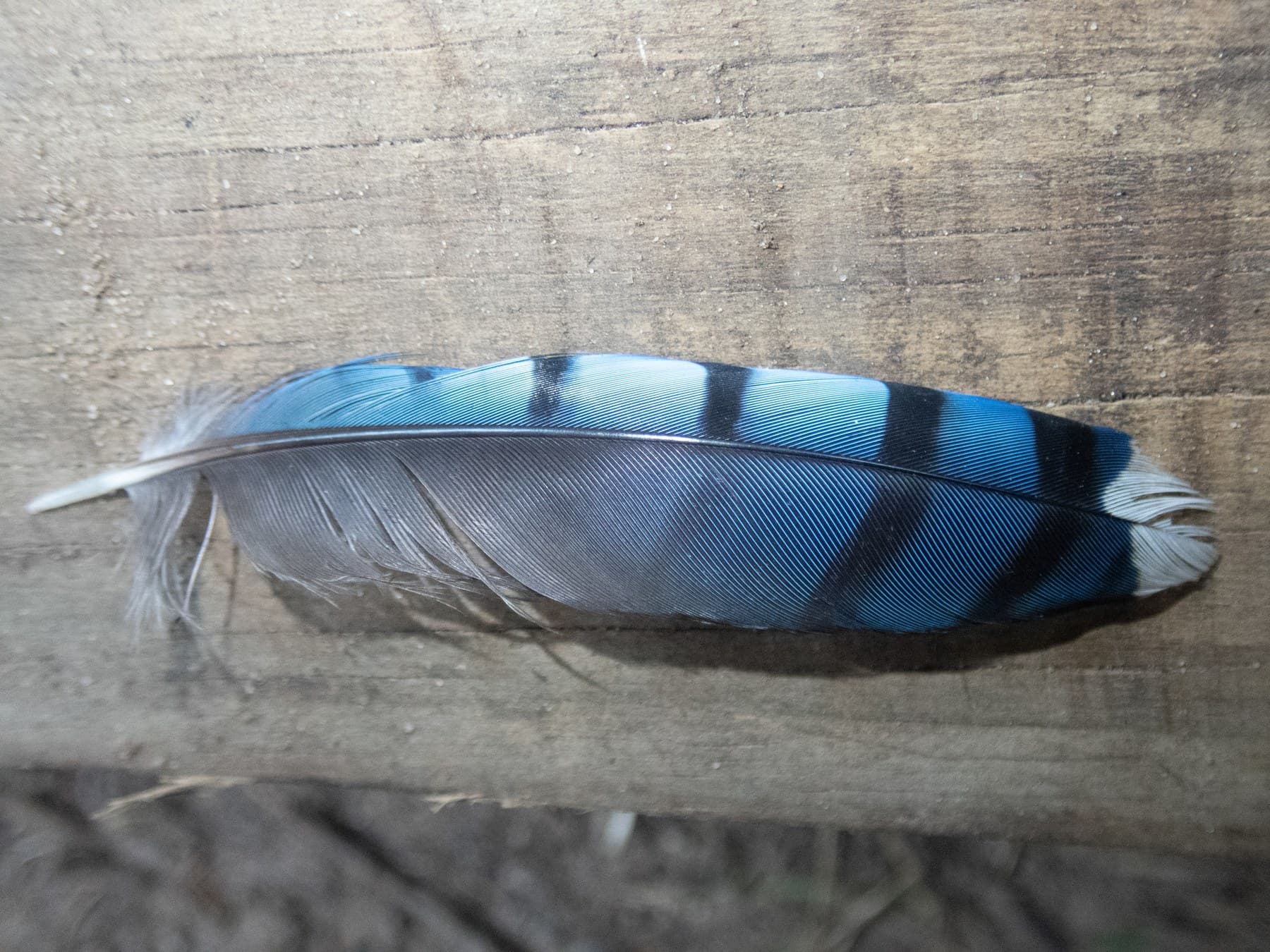 A Blue Jay feather found in Barry County, Michigan: blue to the eye, brown in its pigment