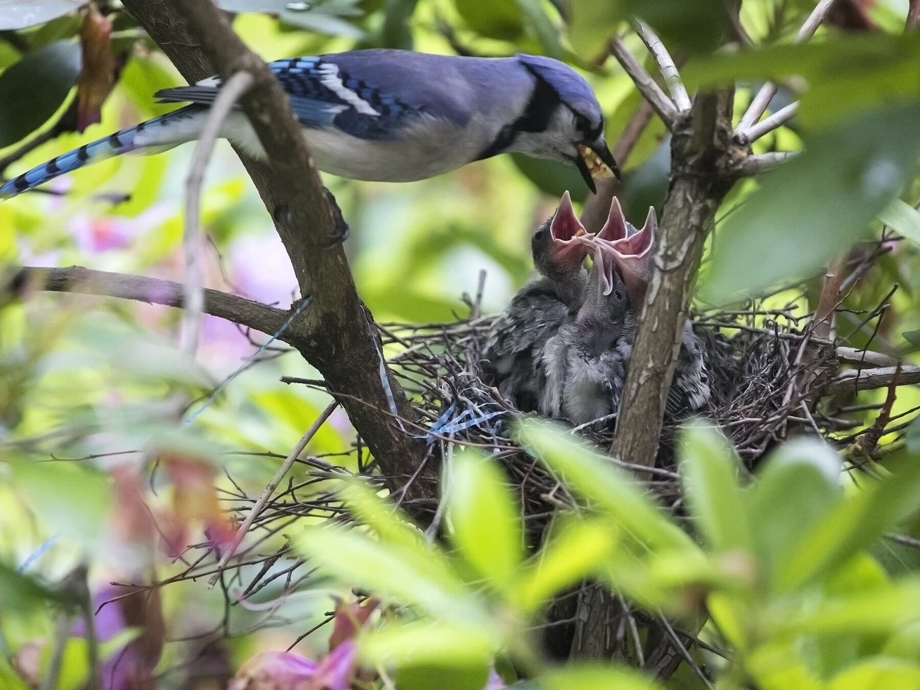 Blue jay feeding chicks