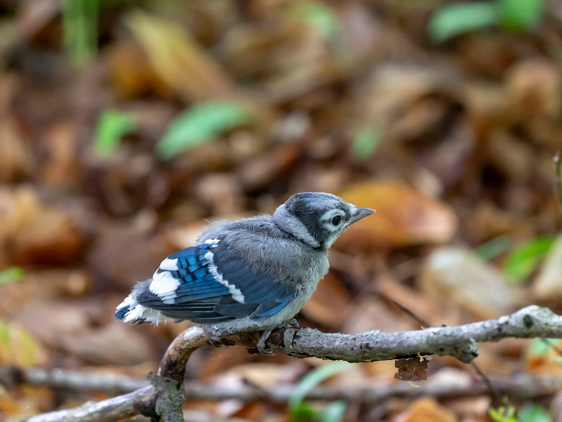 Blue jay fledgling