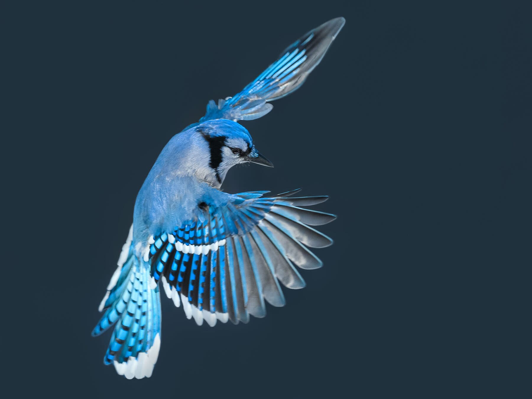 A Blue Jay in flight, wings spread, showing the white wing bar and tail corners