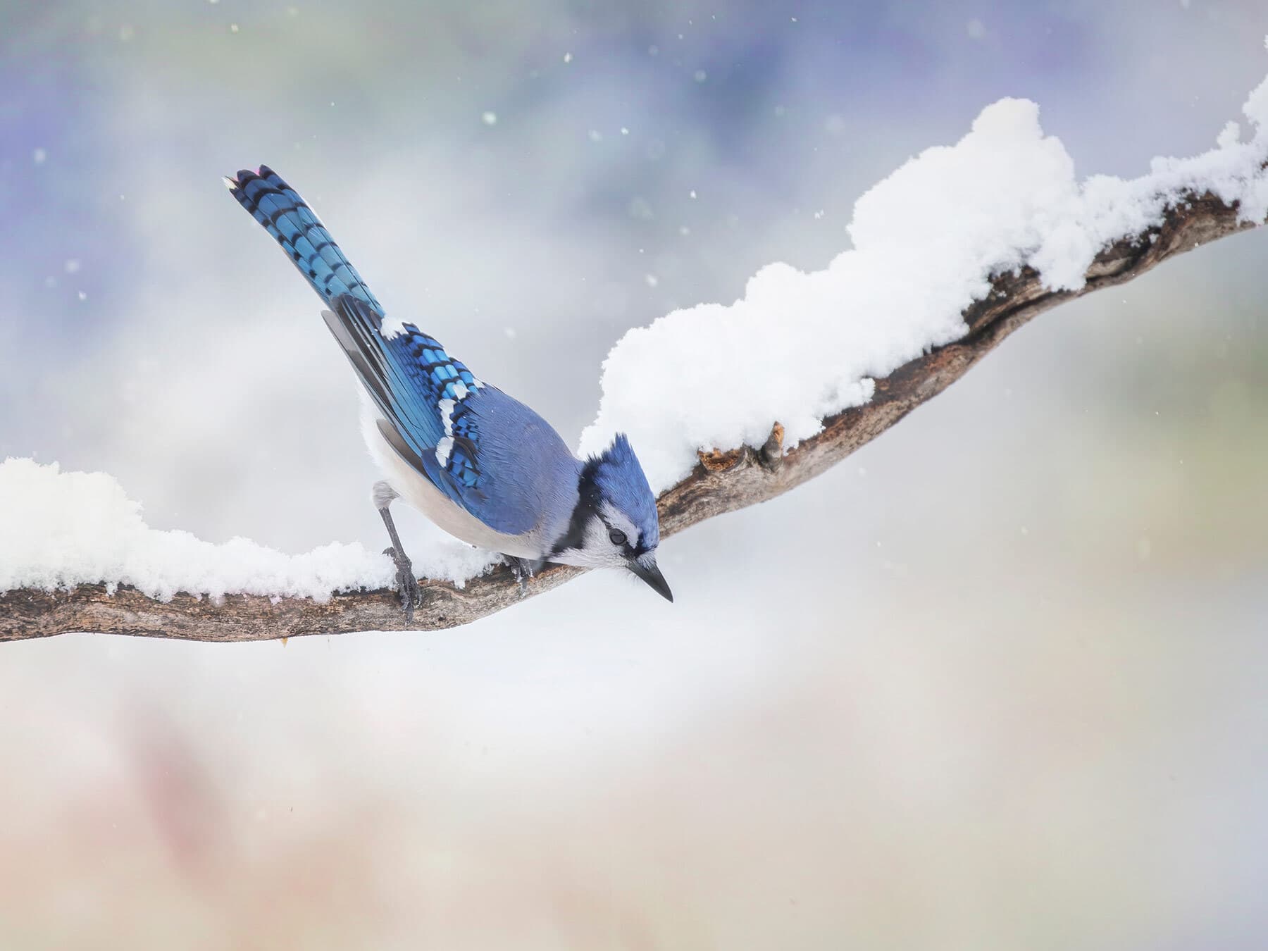 Blue jay in winter