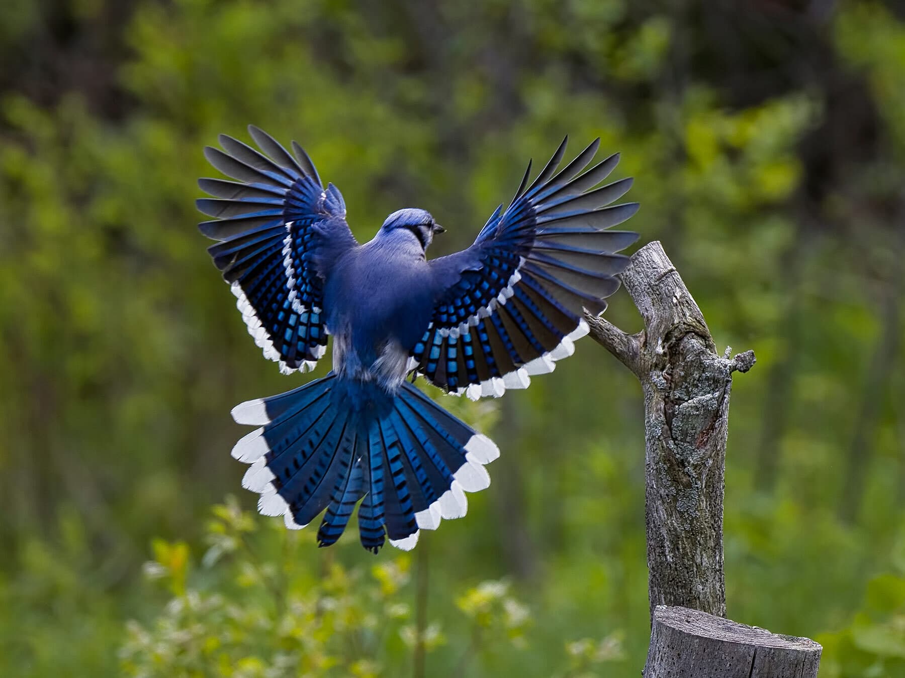 Blue jay landing