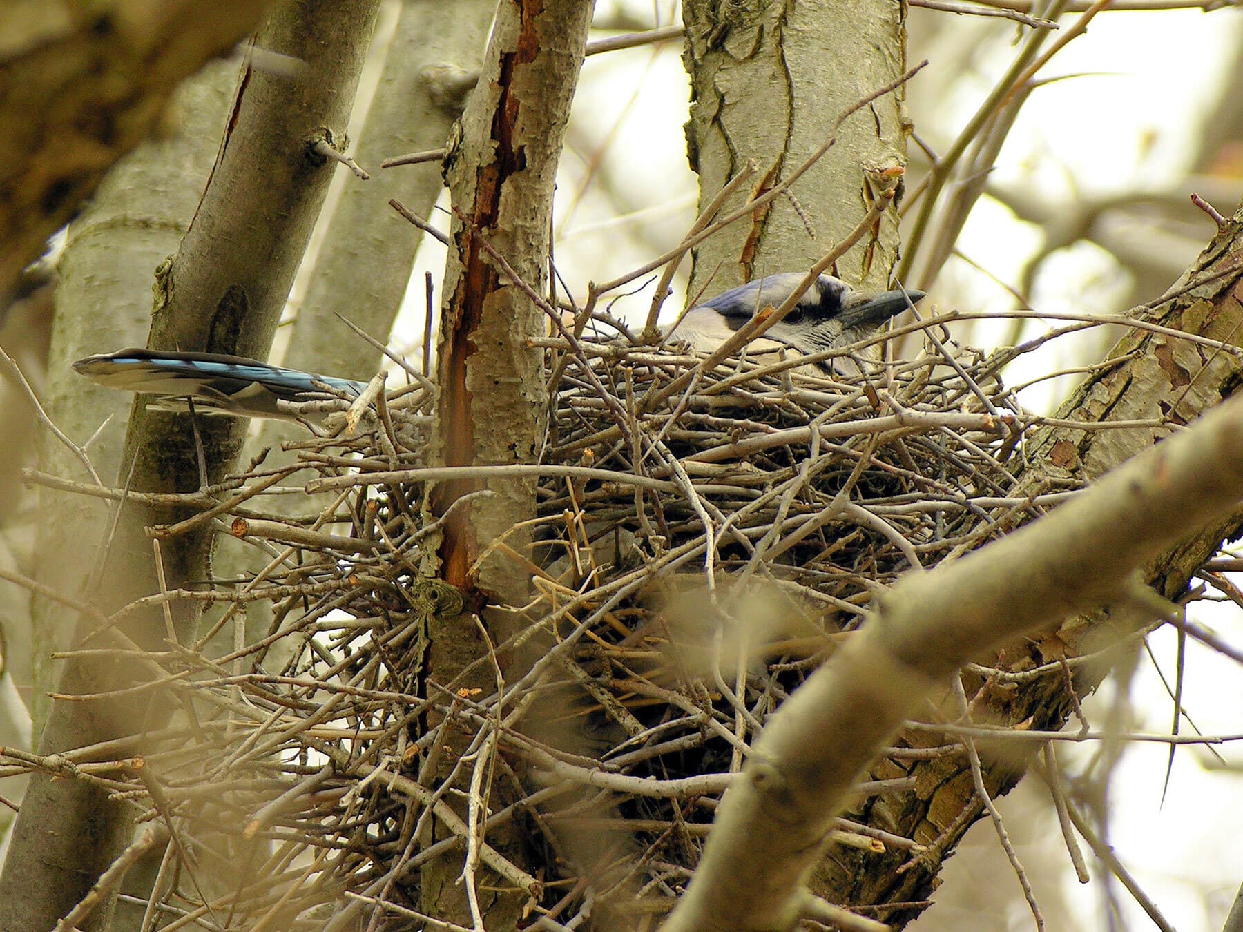 Blue jay on nest
